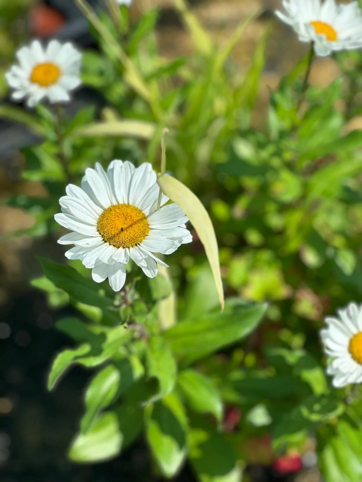 camomile