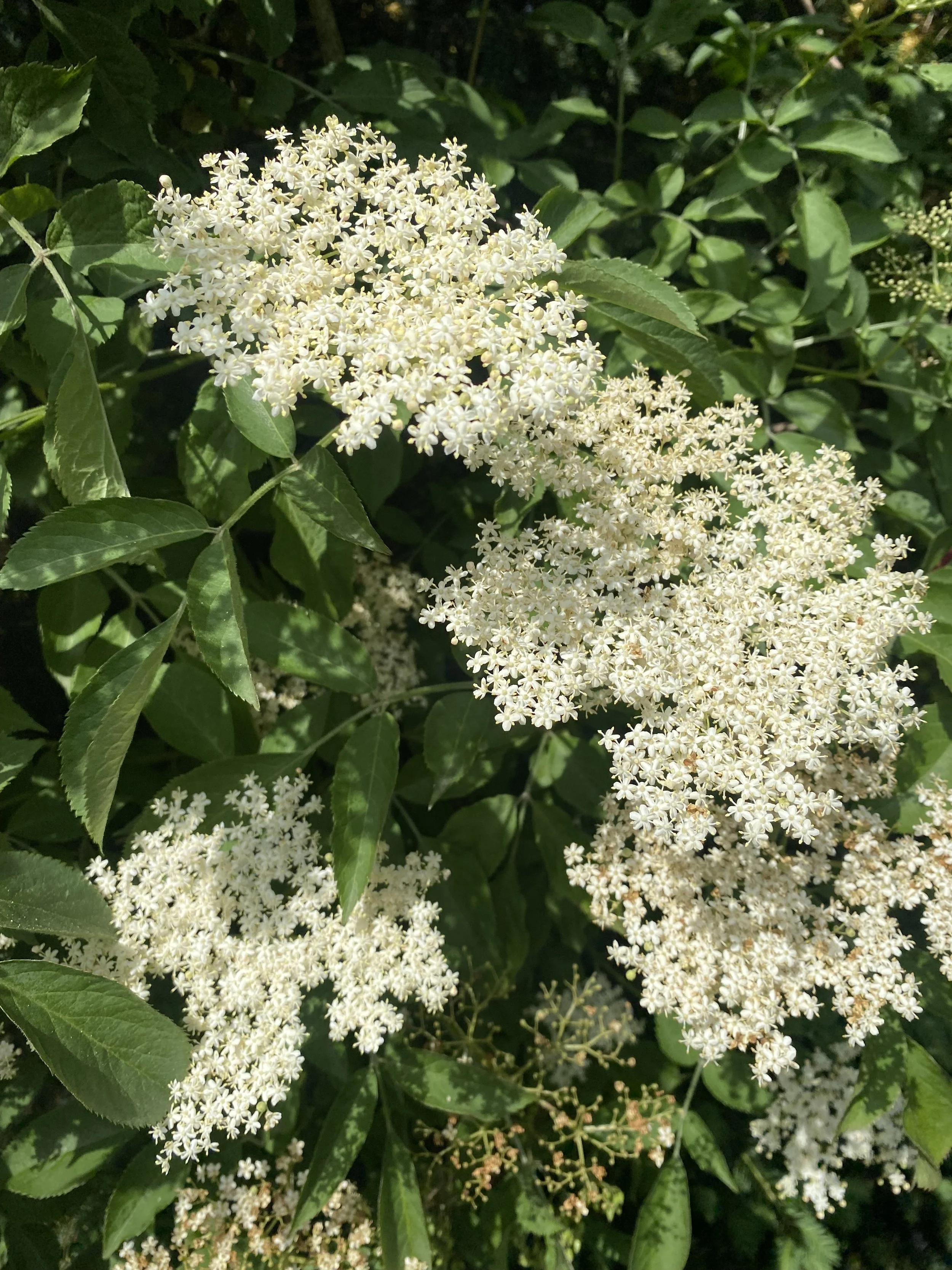 elderflower picked from the estate 