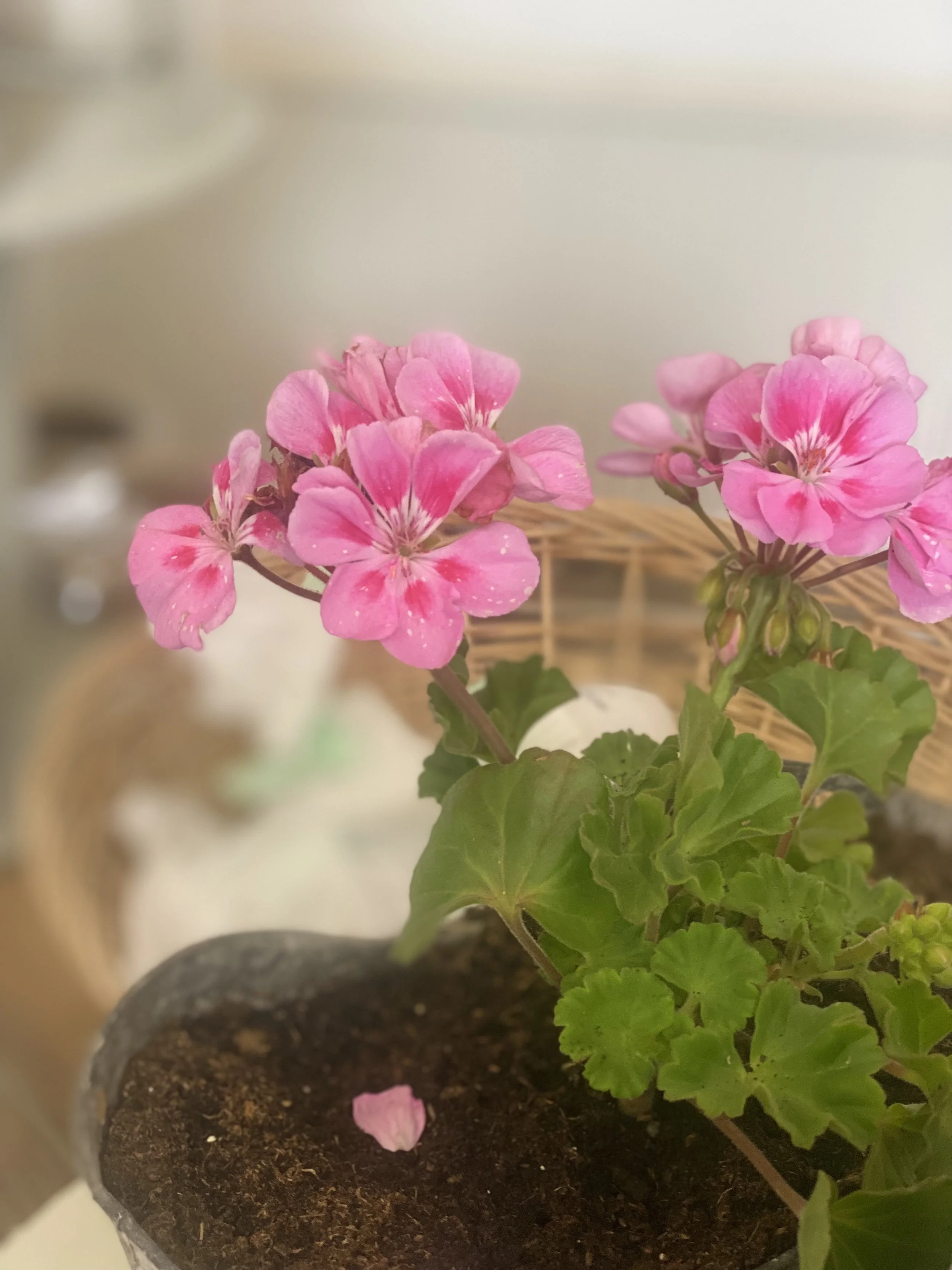 geraniums in the shop