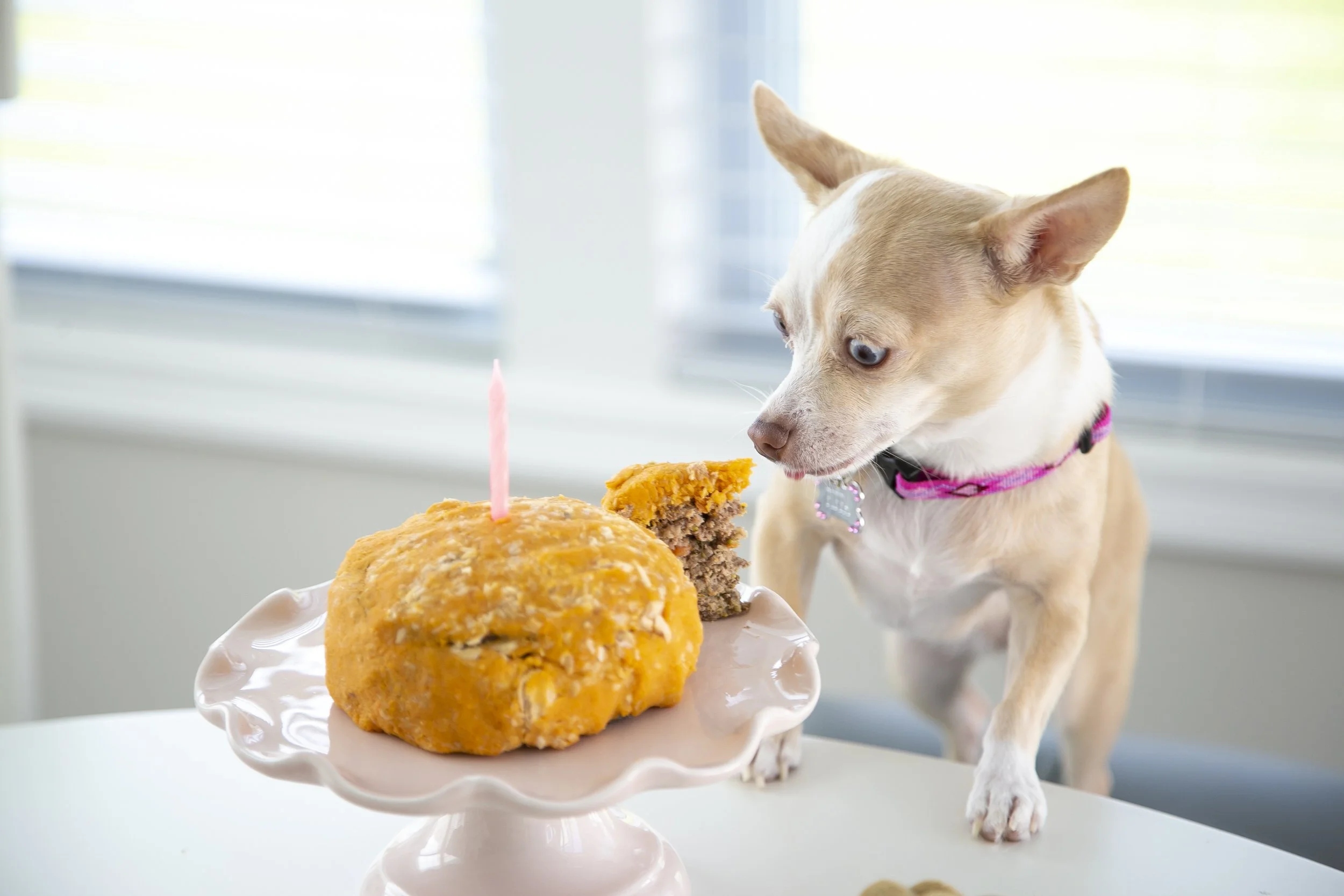 Copy of 36 - Proud Dog Mom Blog.jpg