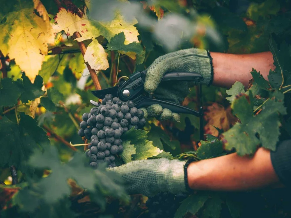 Chiusura Iscrizioni e Avvio Attività "Corso Operatore per una gestione di qualità del vigneto"
