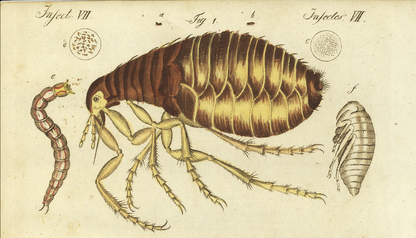 Article: a flea in one's foot — Dr Tim Cockerill