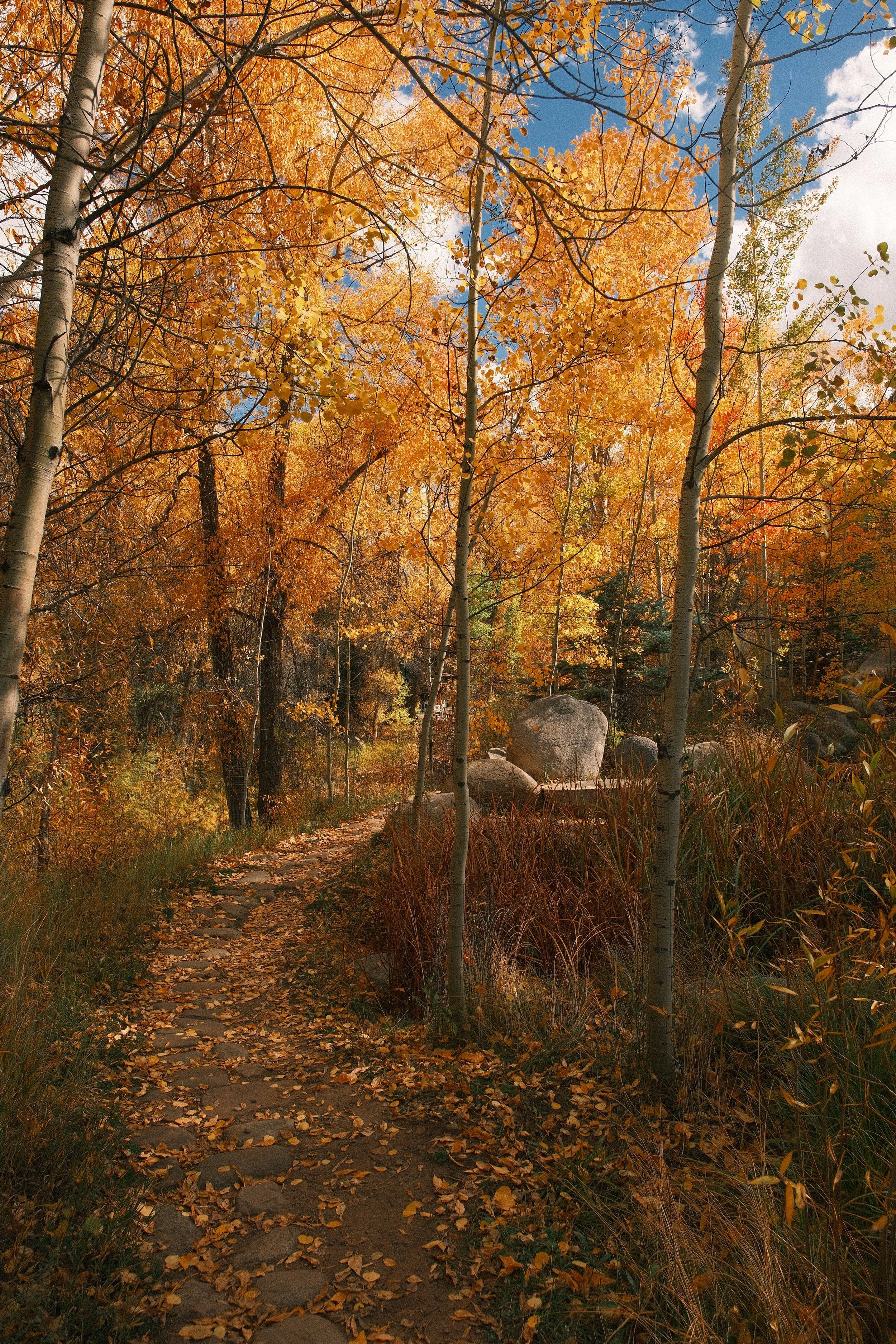 Leave Covered Path in Autumn with Aspen Trees in Hues of Golden & Red.