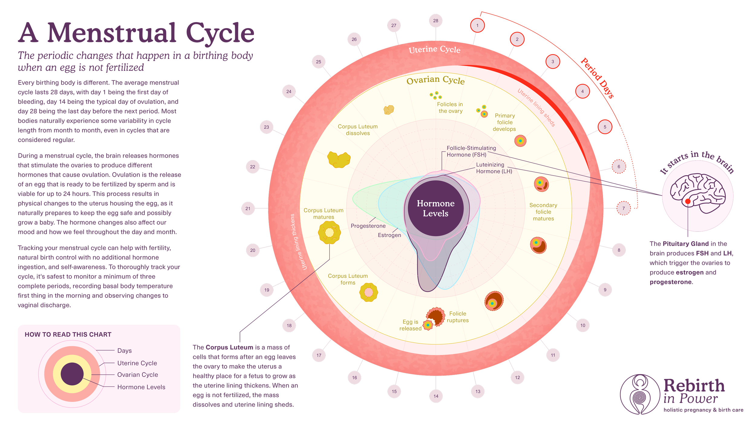 A Menstrual Cycle Information Graphic. Content development,  writing and design.