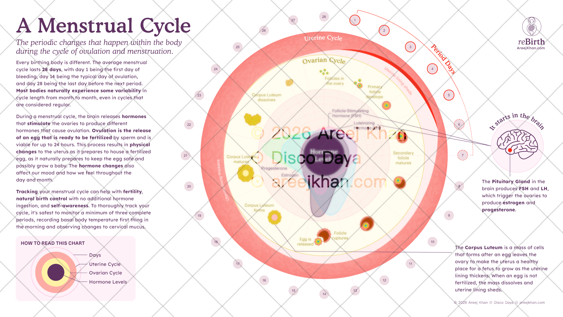 REBIRTH-menstrual-cycle_infographic.png