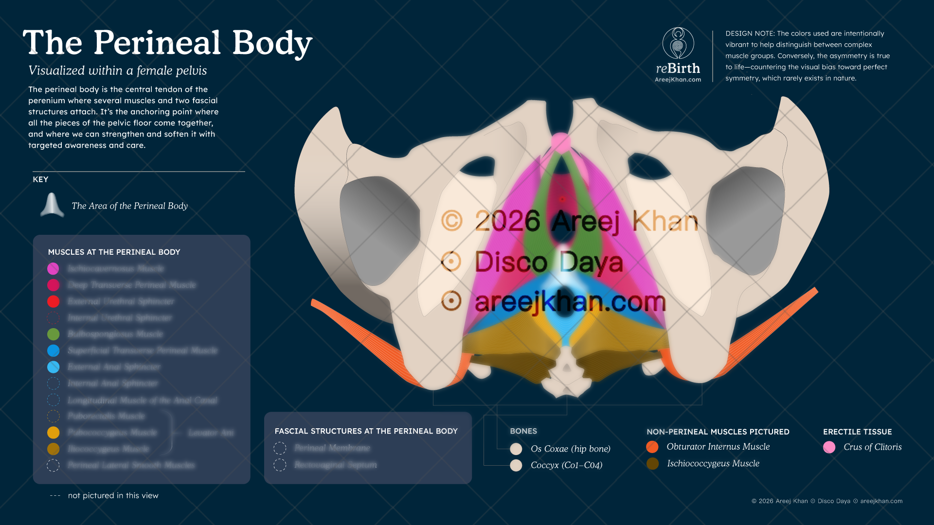 REBIRTH-perineal-body-infographic.png