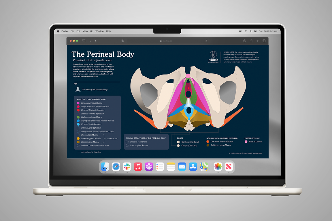 The Perineal Body Infographic — digital image