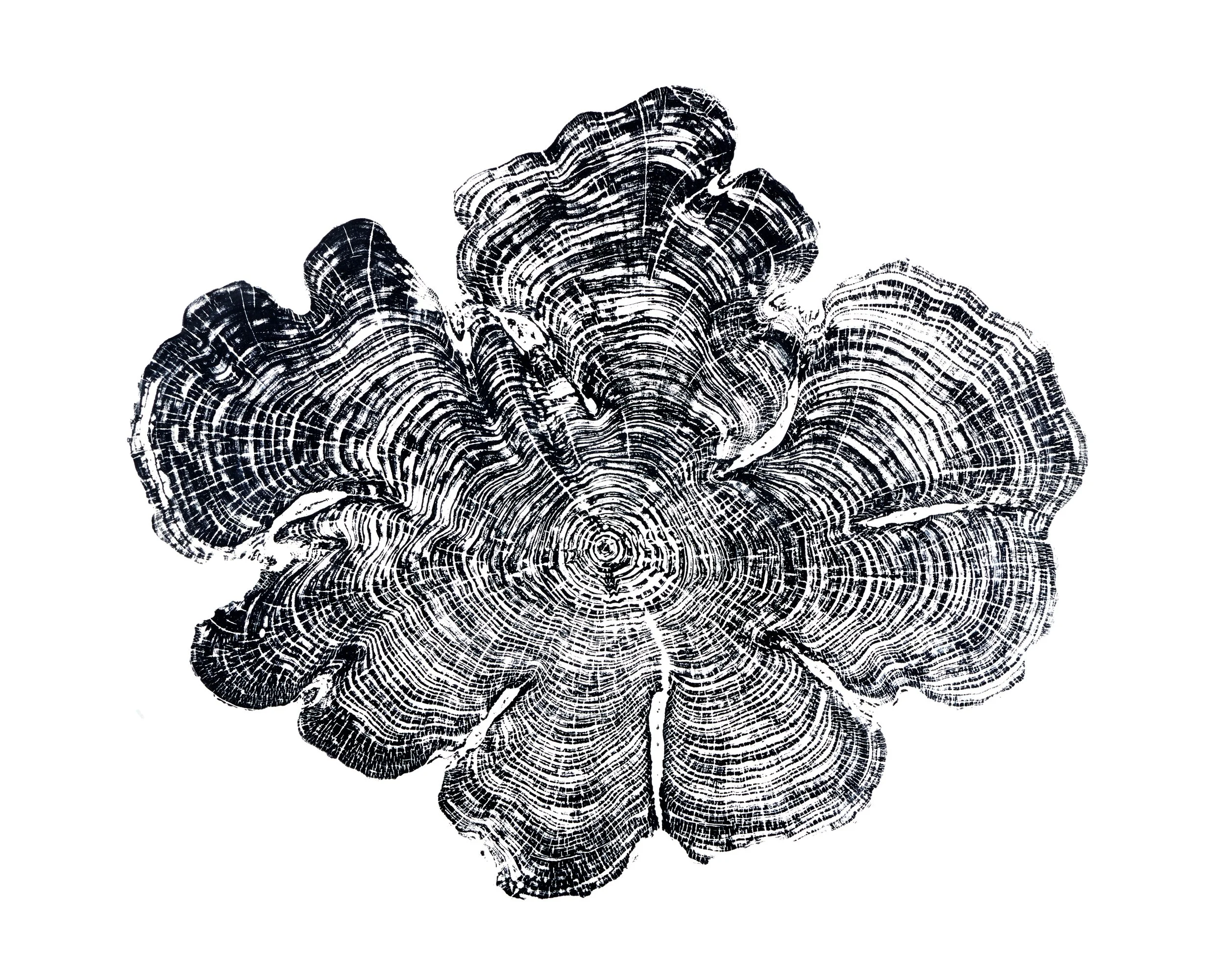 CYPRESS_FOR PRINT.jpg