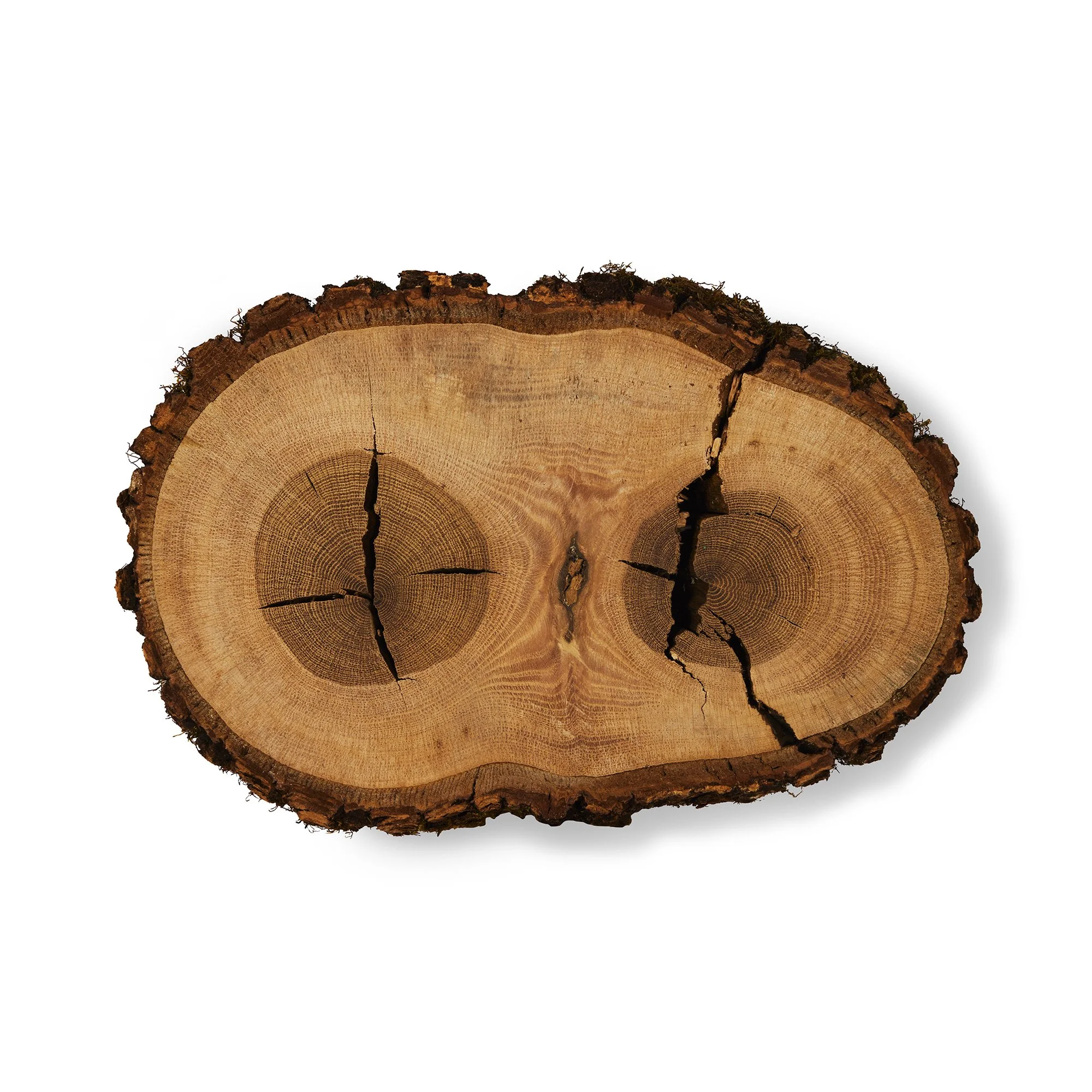 RED OAK_Cookie_LoRes.jpg