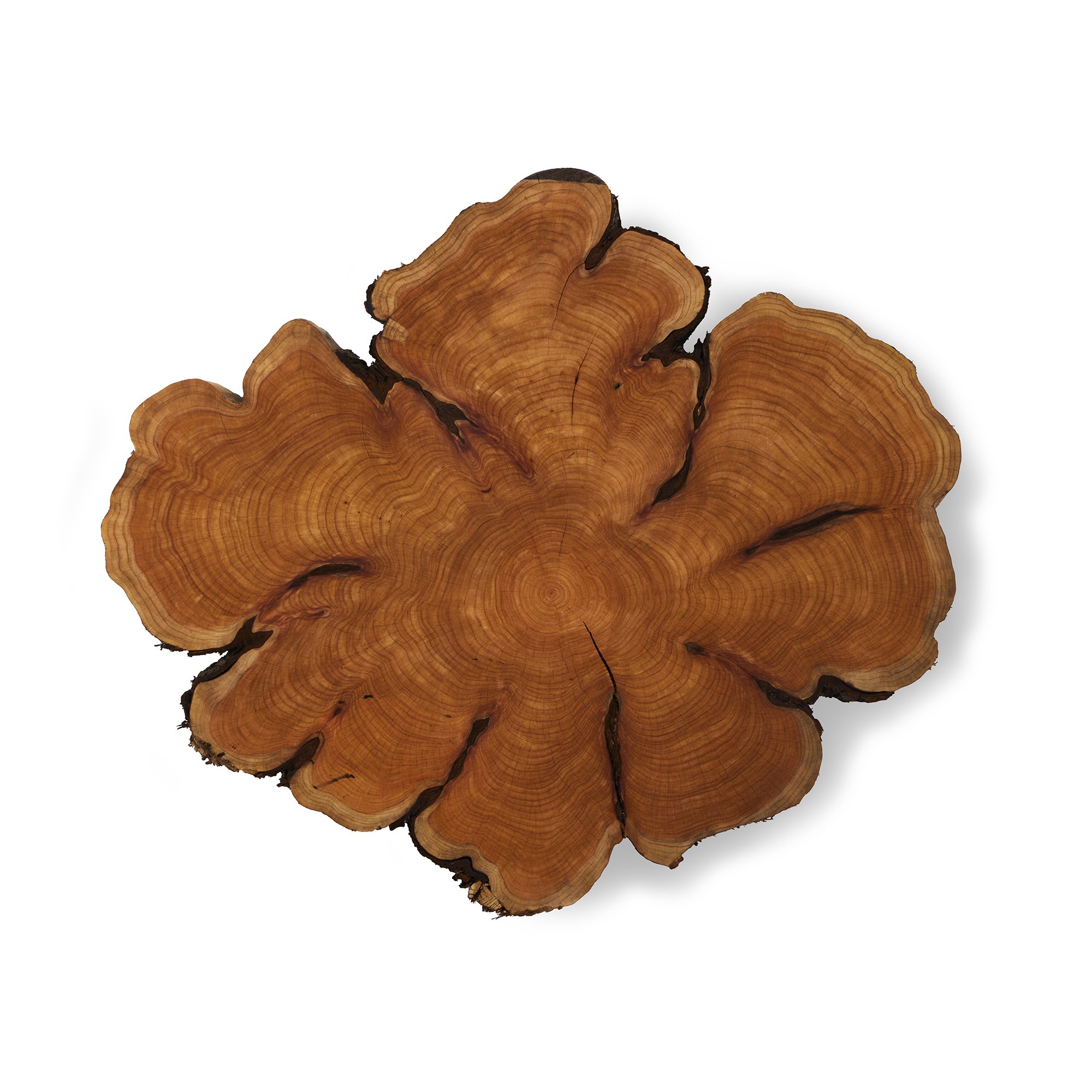 CYPRESS_Cookie_LoRes (1).jpg