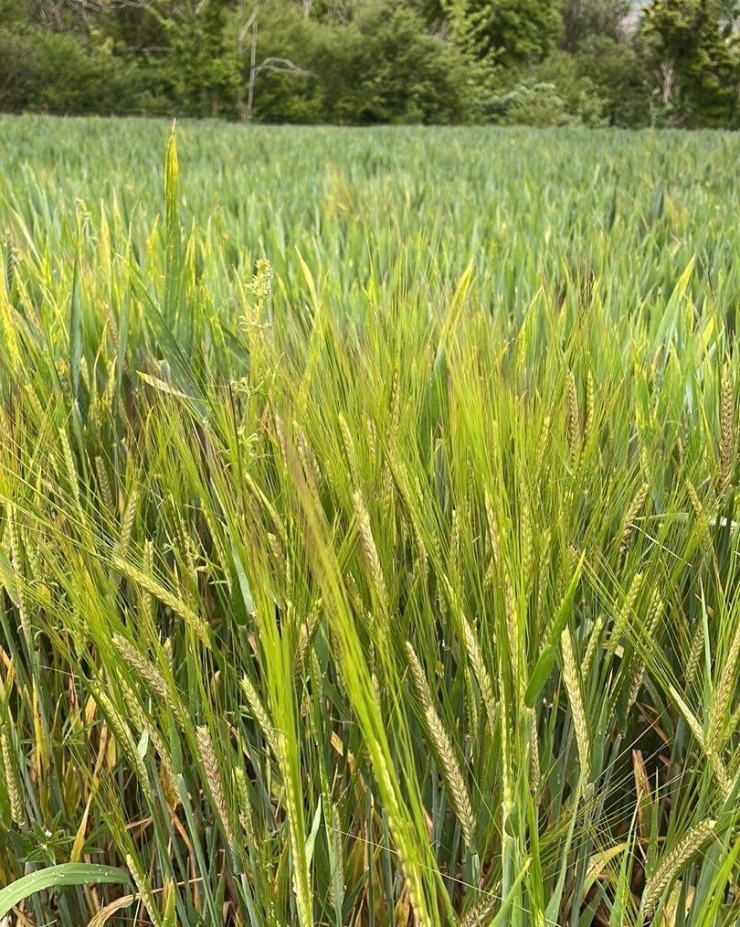 Love the vibrant greens in this field of Barley on a slightly wet Sunday walk today. 

#green #seasons #colour inspiration #new growth #nature awakening