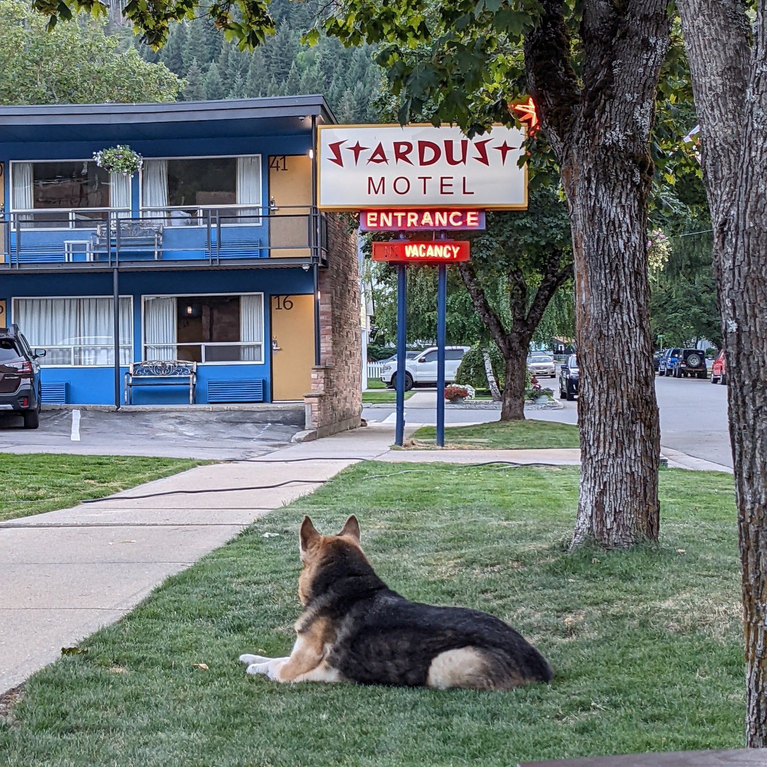 Calling all adventure-loving pups! 🐾 Experience the pet-friendly charm of Wallace, Idaho, starting with a stay at Stardust Motel! Our neon-lit haven welcomes furry explorers with open arms. Plus, discover Wallace's pet-friendly patios and unleash th
