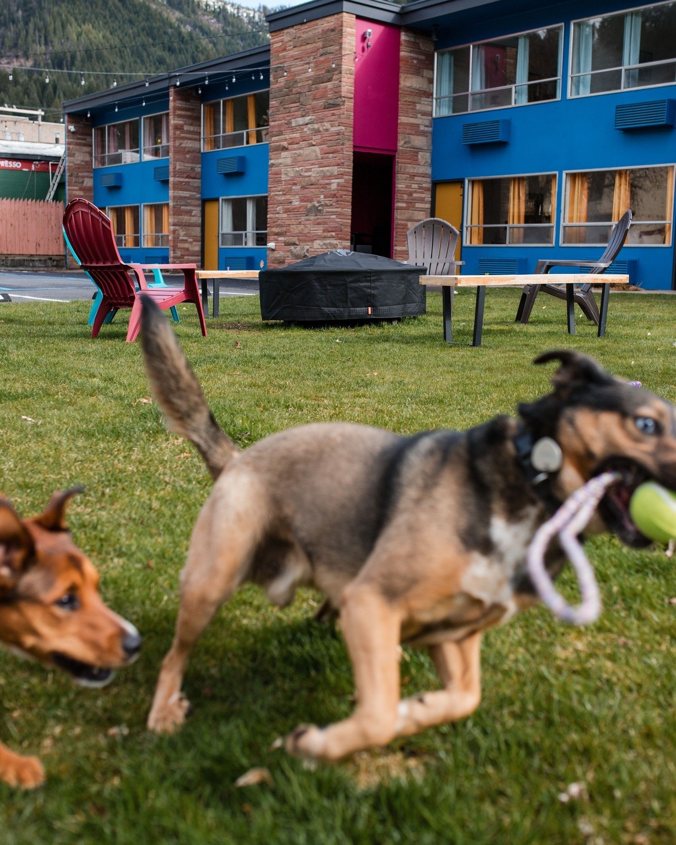 We don&rsquo;t just allow dogs&mdash;we roll out the red carpet for them. Bring your furry adventure buddy and let them sniff out all the charm Wallace ID has to offer. Our big lawn is frisbee-approved.
.
.
📸 @workplaybranding 
.
.
.
#DogFriendlyTra