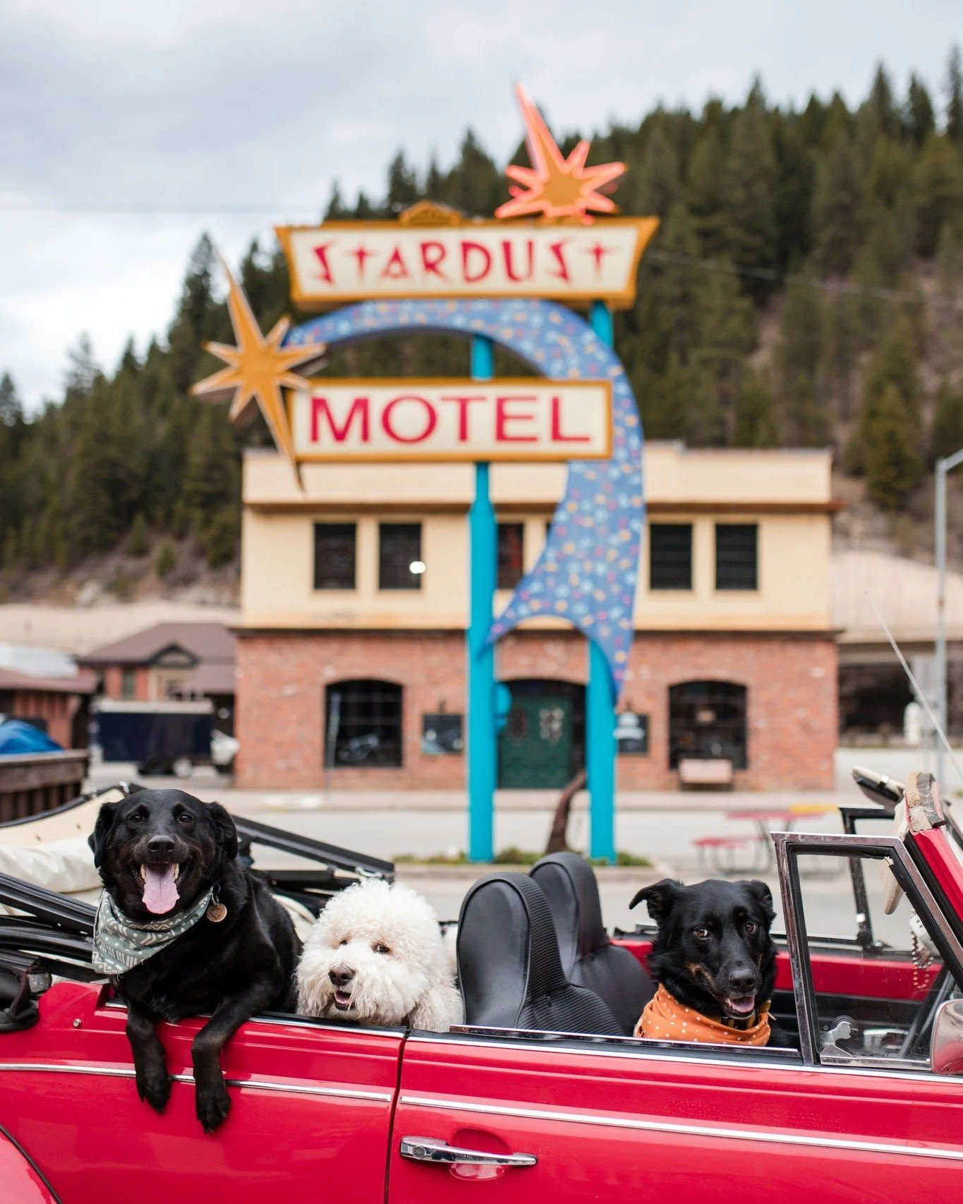 🐾 Three pups, one convertible, and a whole lot of retro road trip magic. Pulled up in style to Stardust Motel&mdash;top down, tongues out, and tails waggin&rsquo; under the glow of our neon sign. 🚗✨

Adventure&rsquo;s better with the pack. #Stardus