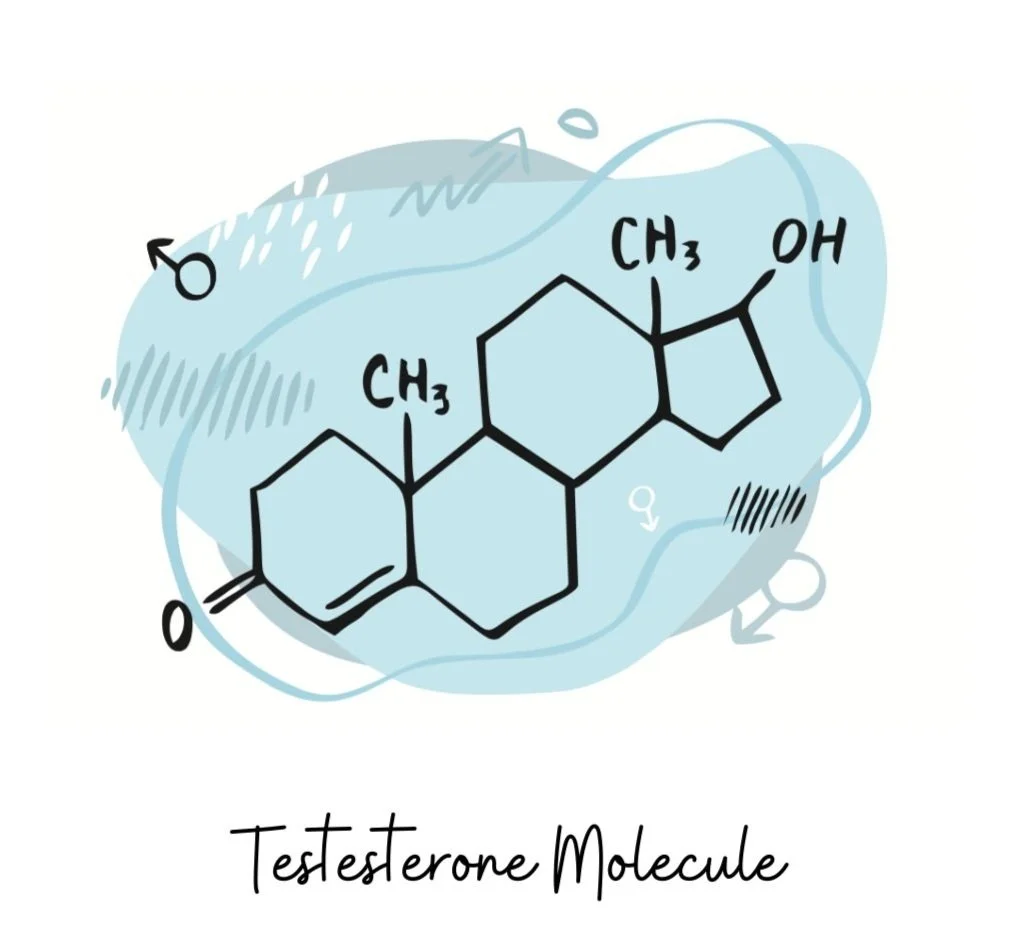 Hormones 101 Pt. 2 Testosterone, Growth Hormone, and DHEA — Hannah