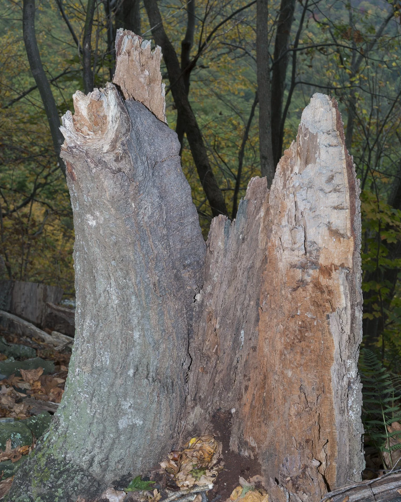 _DSC4112final copy.jpg