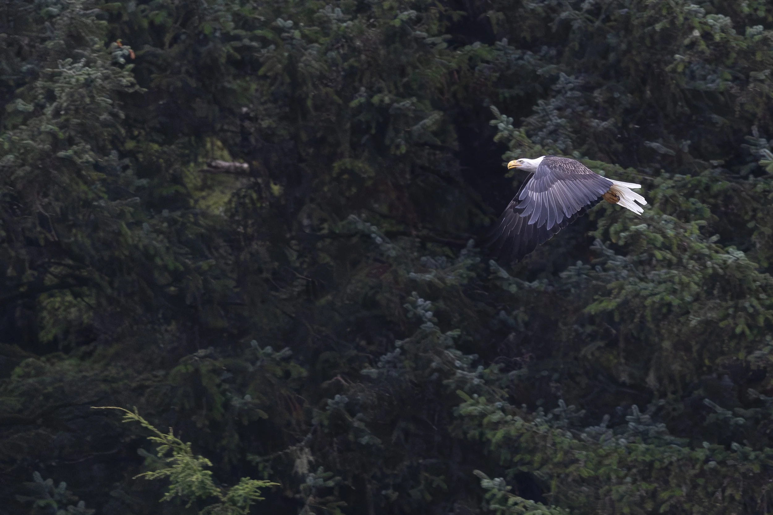 Bald Eagle