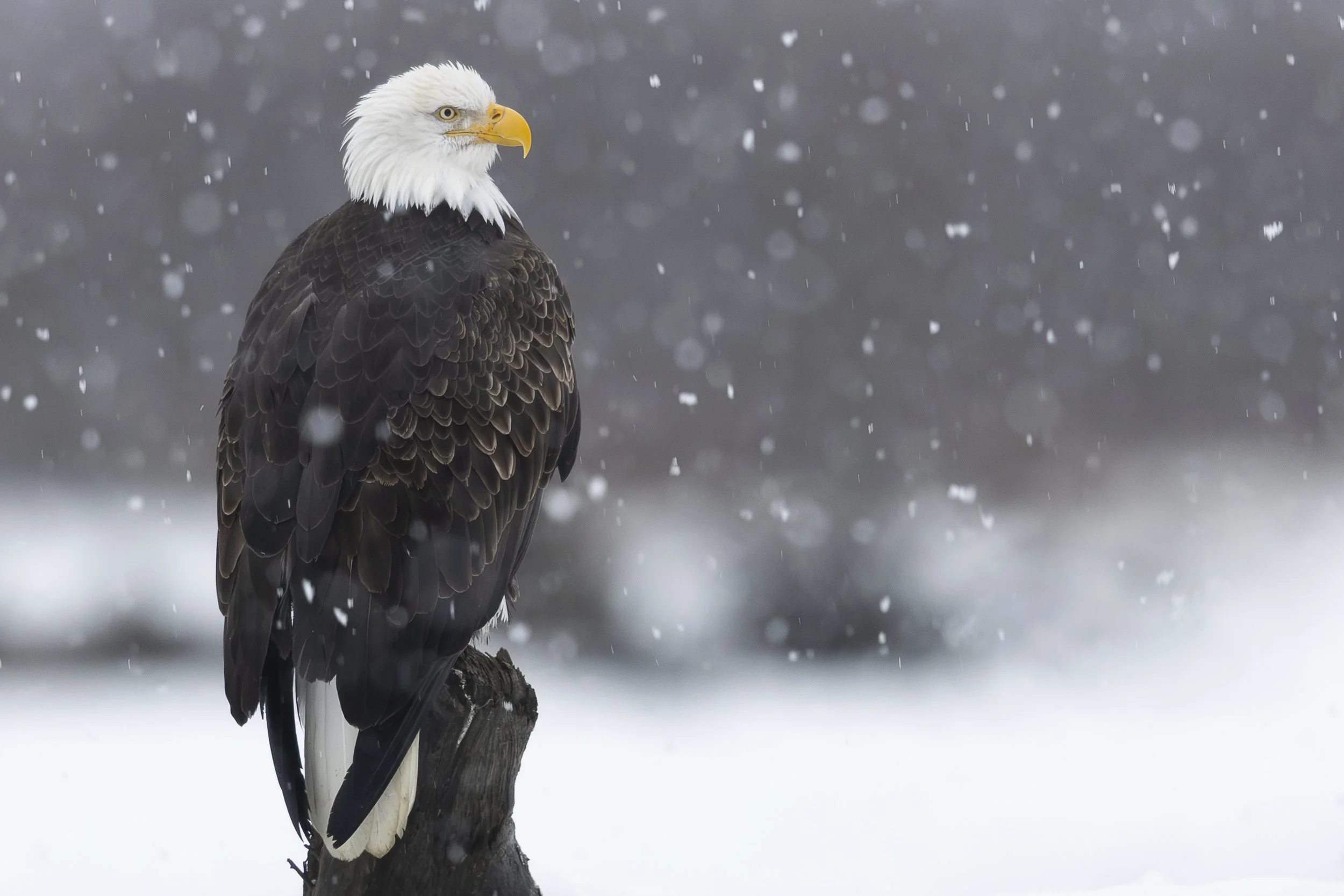 Bald Eagle