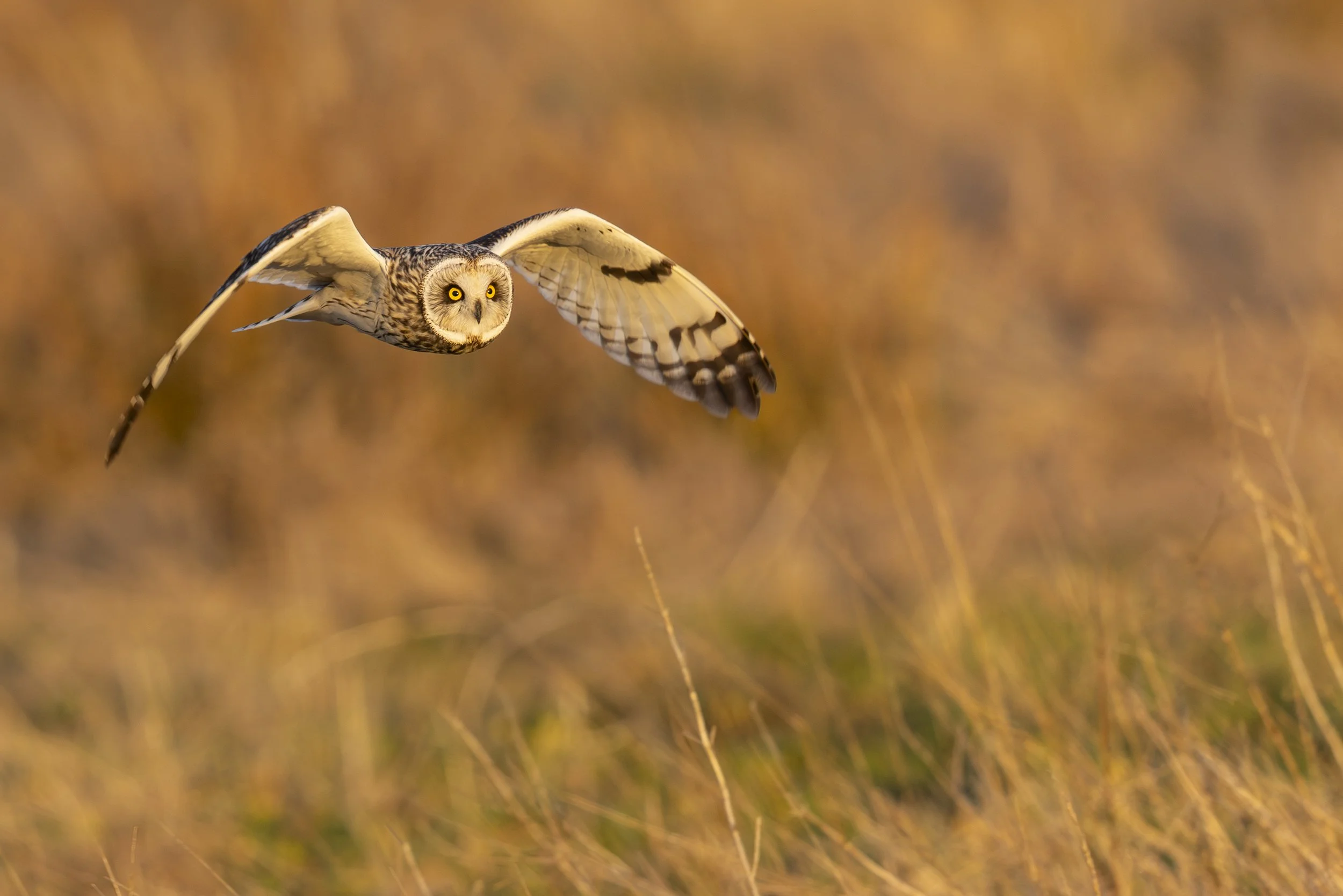 Short-Eared Owl