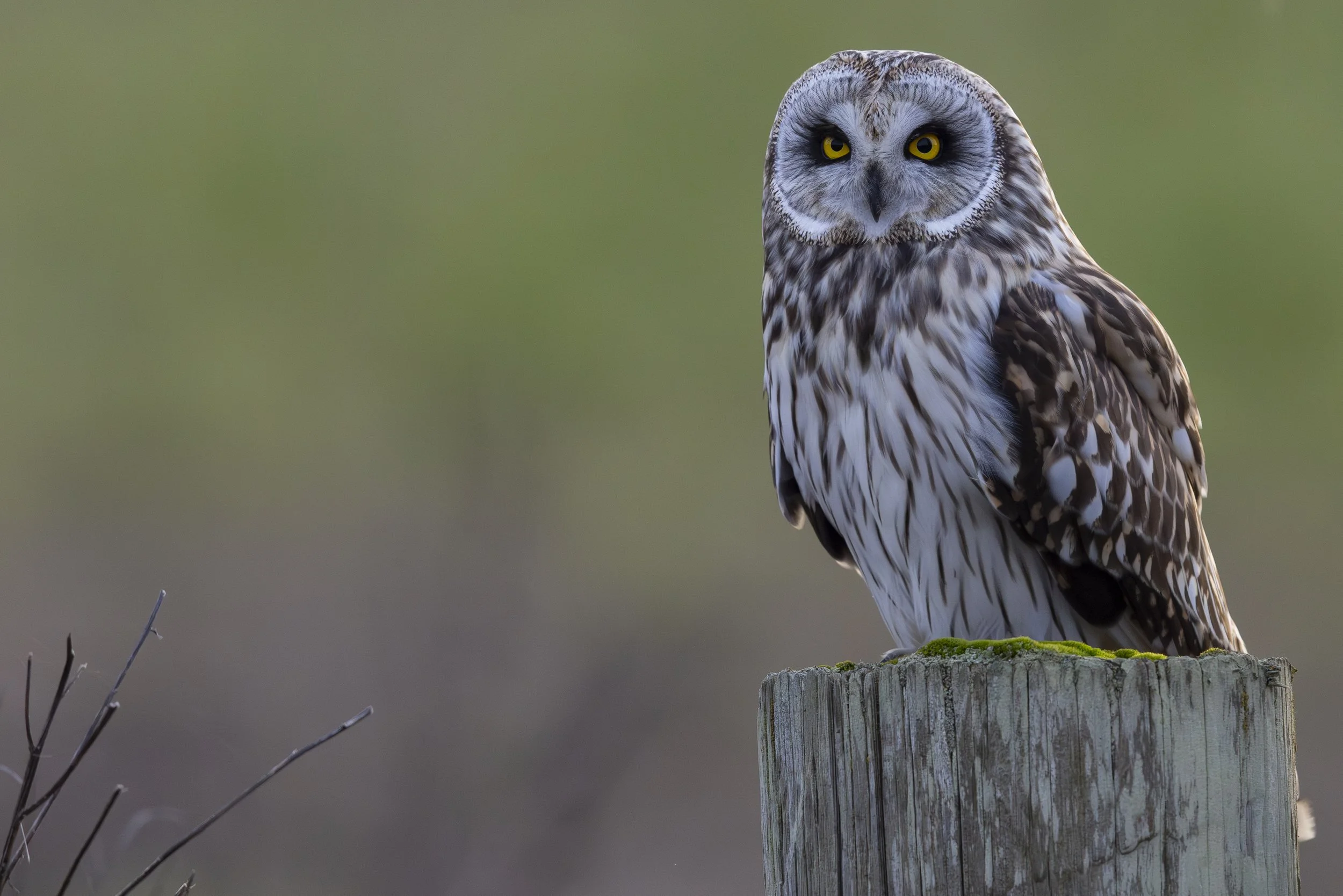 Short-Eared Owl