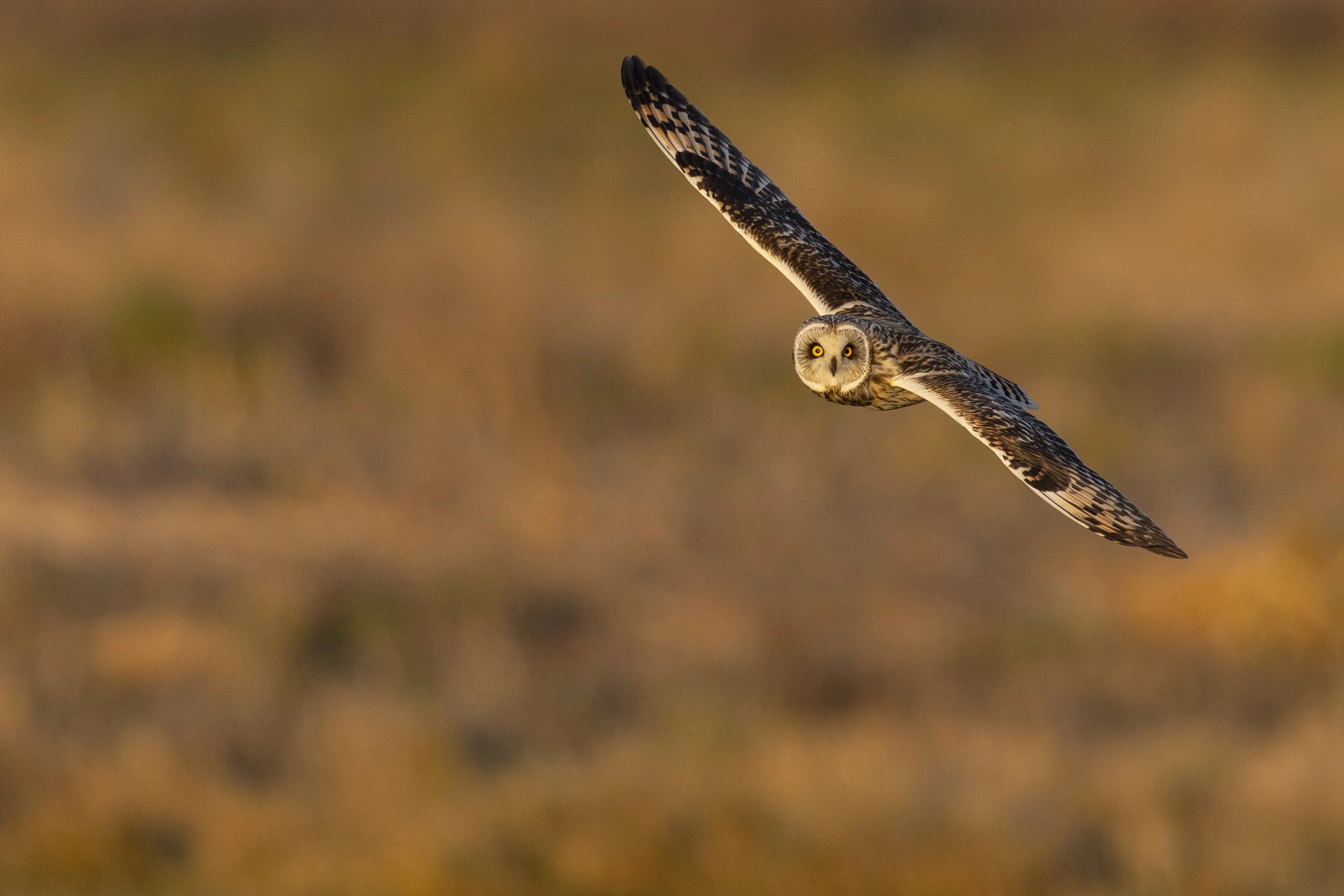 Short-Eared Owl