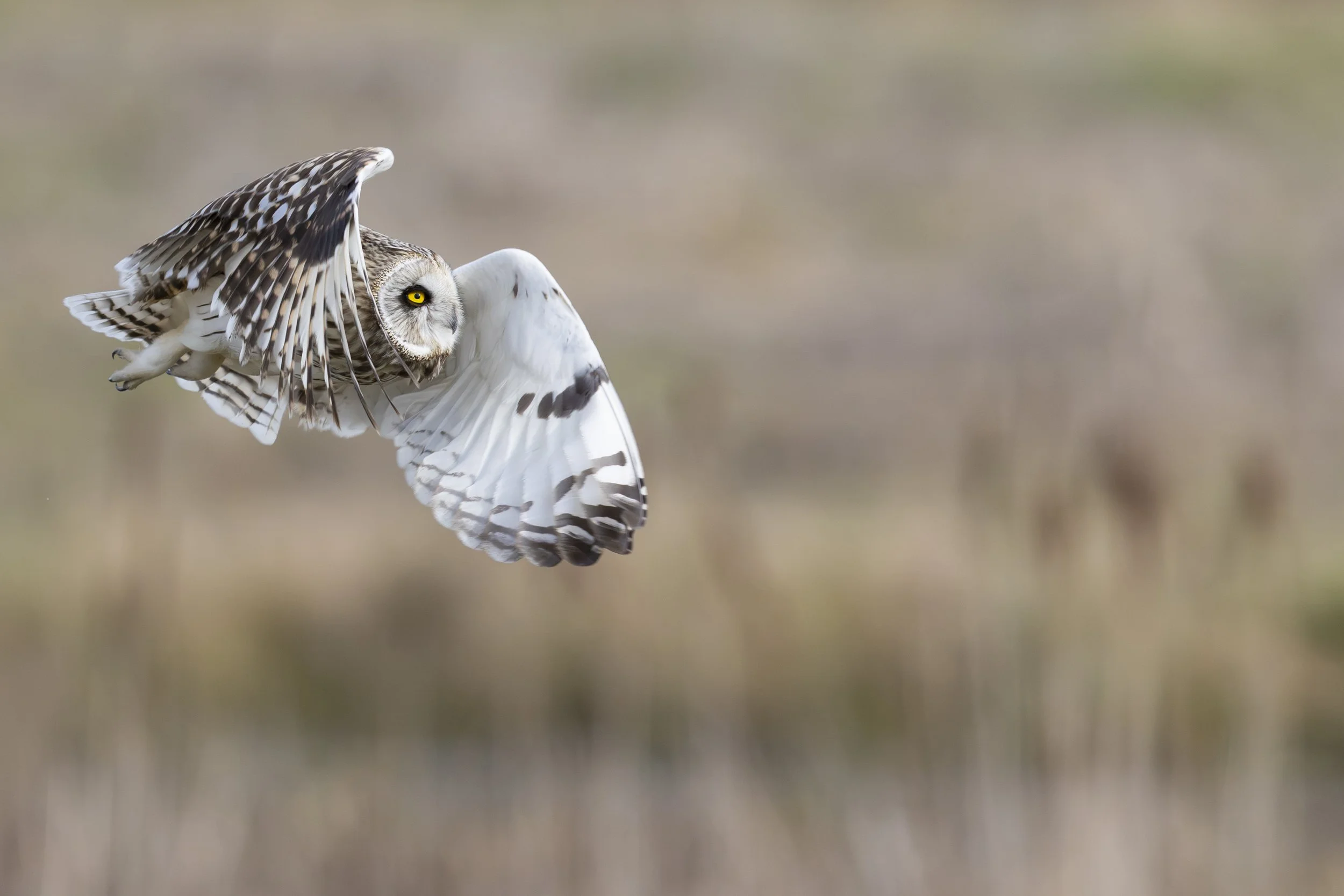 Short-Eared Owl
