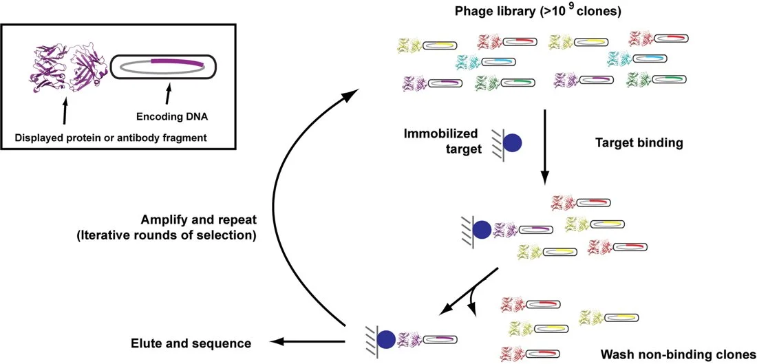 Diagram showing the process of phage display and selection of DNA encoding proteins or antibodies. It depicts the phage library, immobilized target binding, washing away non-binders, amplifying selected clones, and sequencing. Inset illustrates a displayed protein or antibody fragment linked to DNA encoding it.
