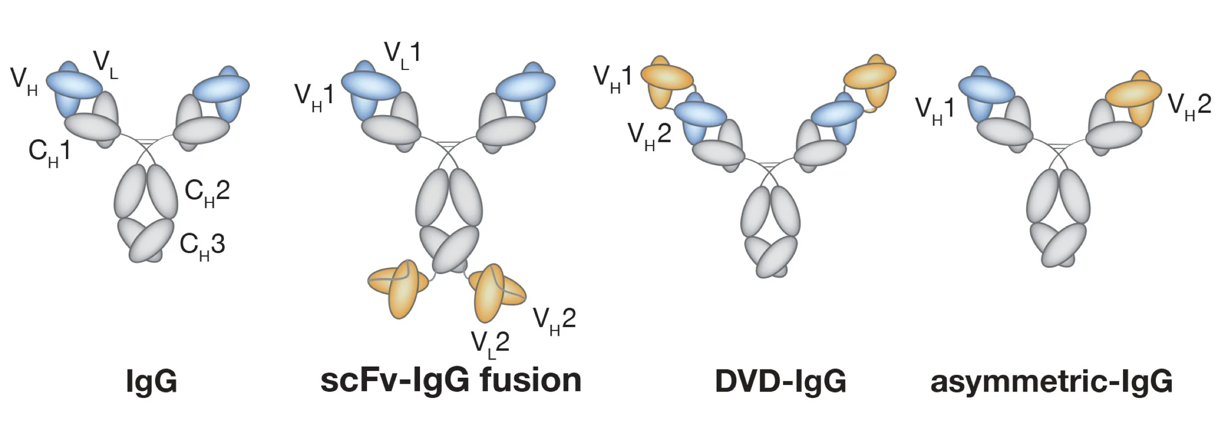 Diagram comparing different antibody structures: IgG, scFv-IgG fusion, DVD-IgG, and asymmetric-IgG, showing variable domains in blue and orange.