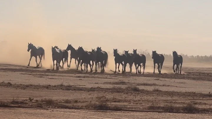 Shoot⚡️🎉🎥❤️.
.
Back in the desert, this time with iconic DOP @satoshi.seno and an Aussie crew filled with laughs and good spirit 😊😎🤩
.
1AC @charlieslessar 
DIT @chadillac_._ 
Grip @jeffroeastman (who was kind enough to work on his BDAY! 🎂)
Grip