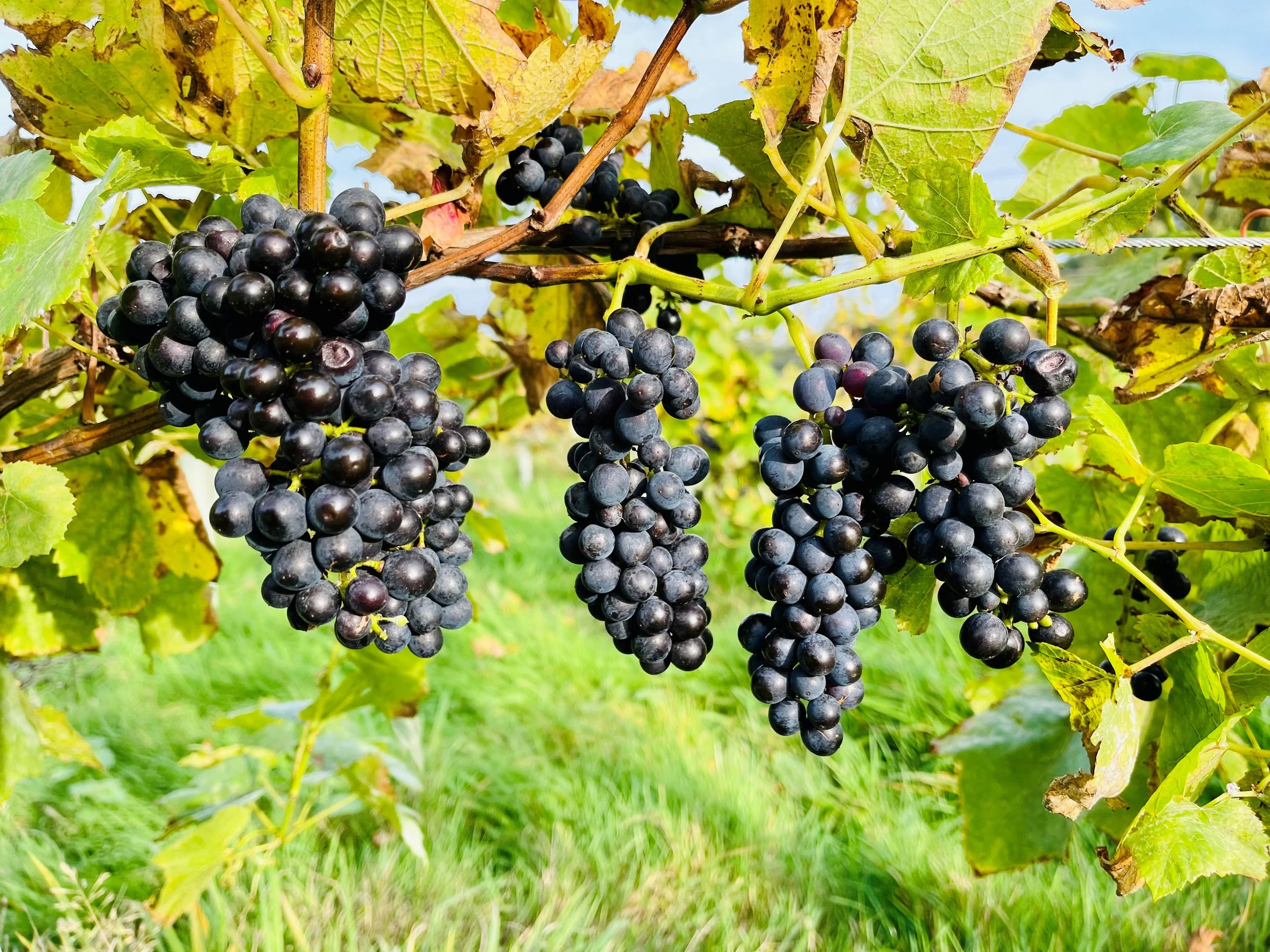 grapes vine 2.jpg