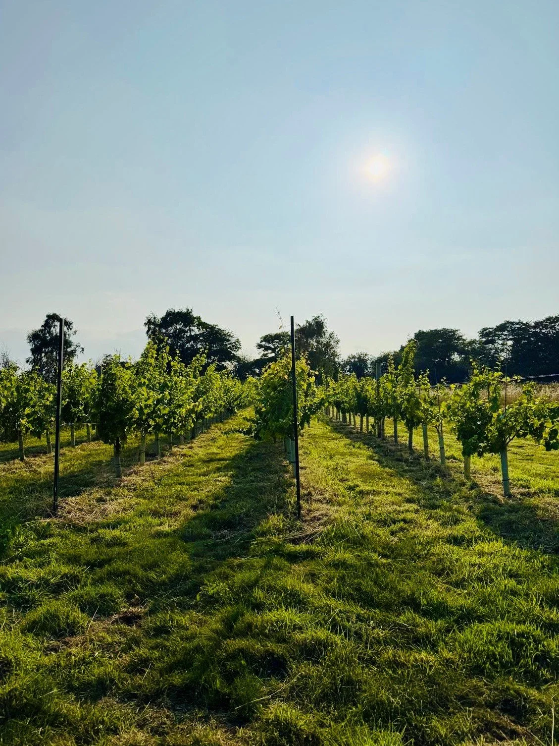 Tastings, Tales and Tours: Vineyard Tour and English Wine Tasting (4th July 2026)