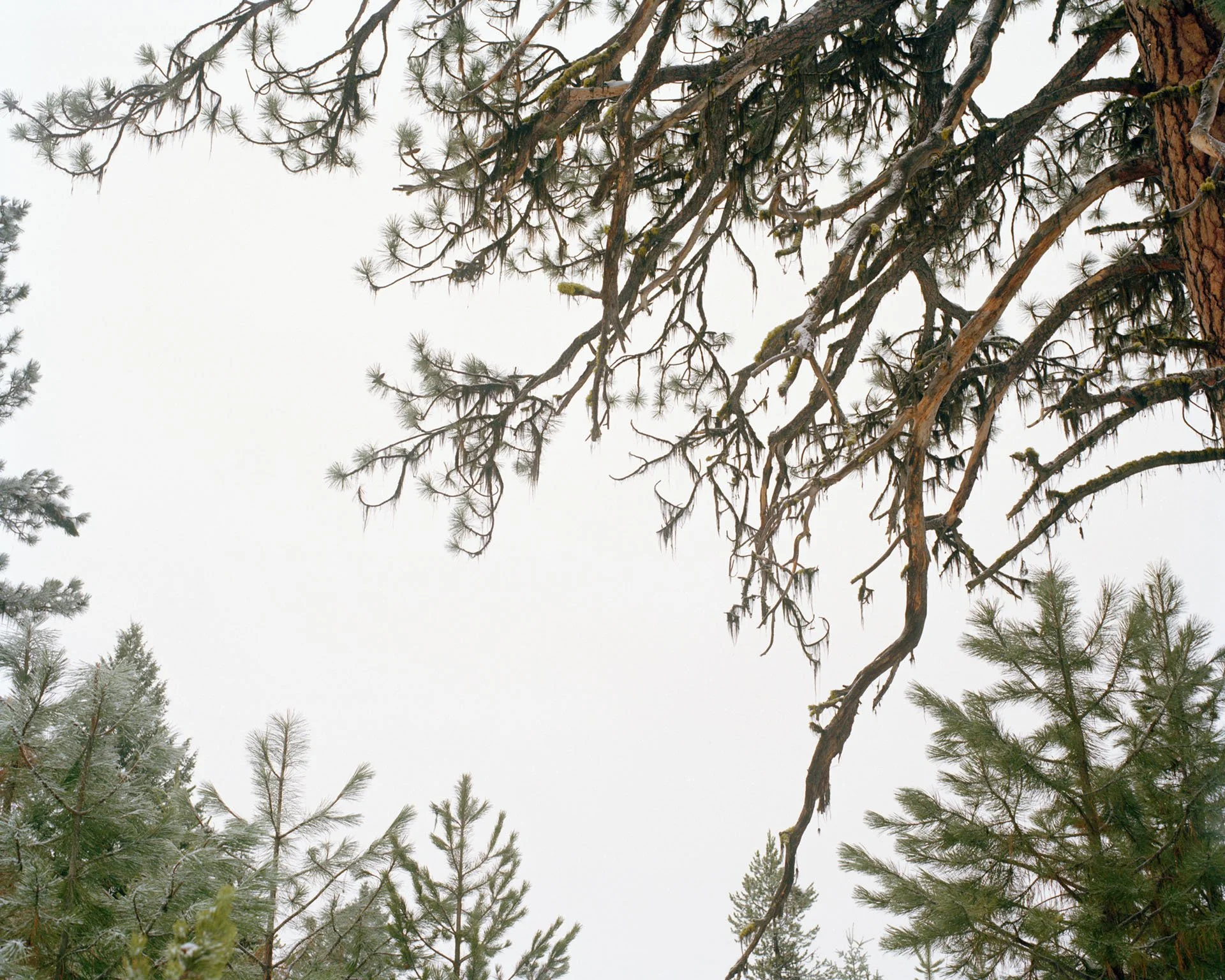 Lick Creek Line — Ron Jude