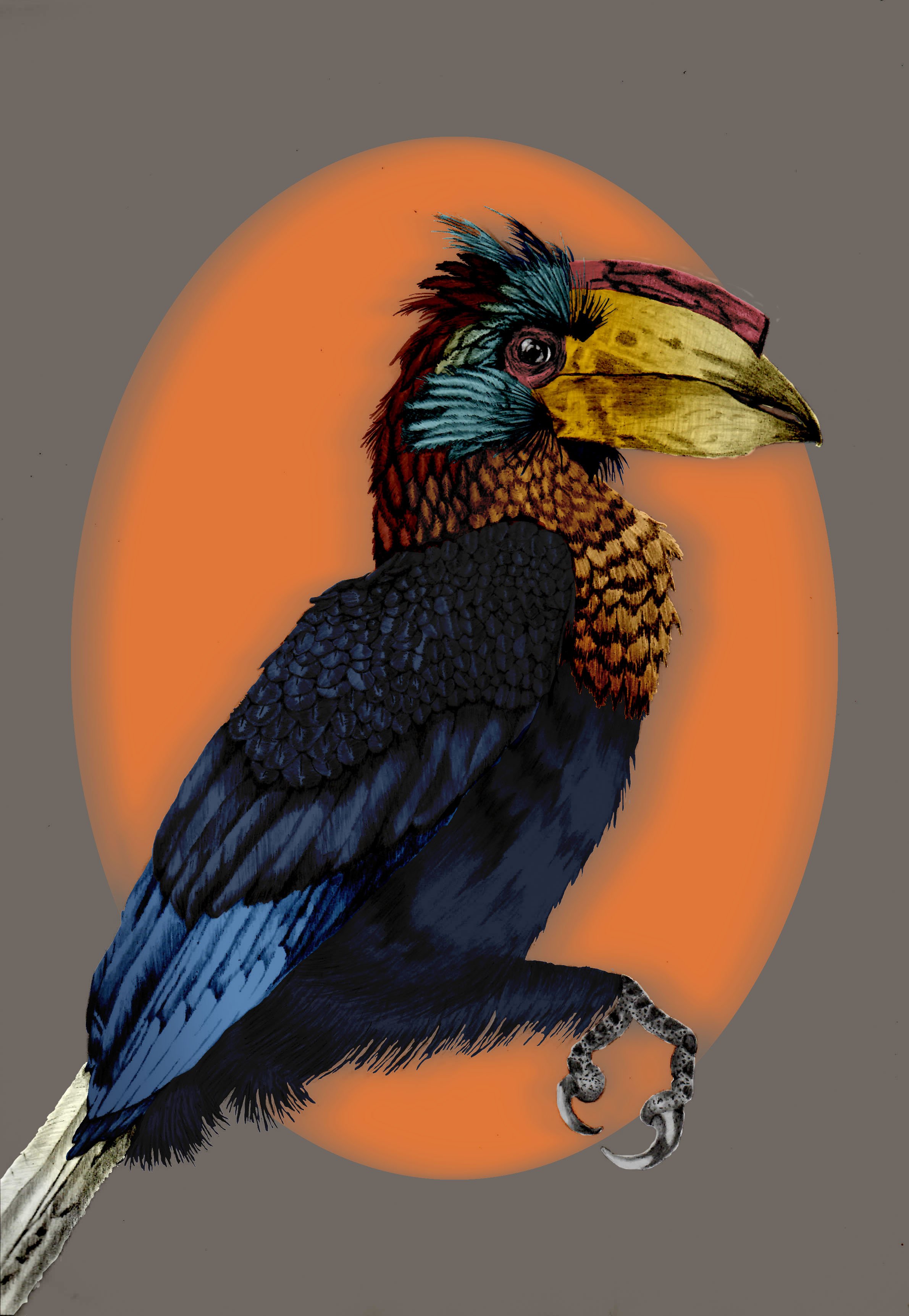silver-cheeked hornbill.jpg