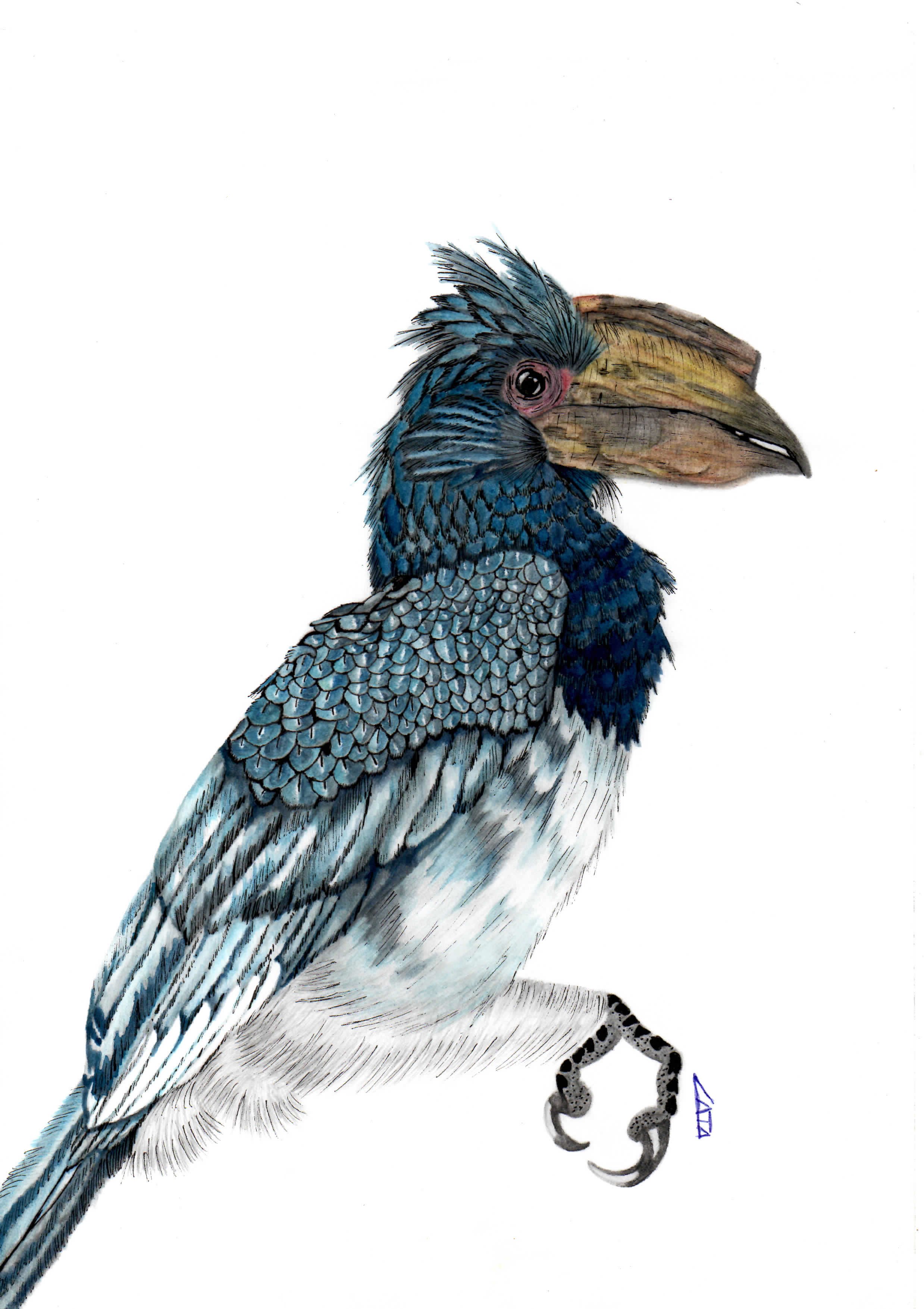 Silver-Cheeked Hornbill .jpg