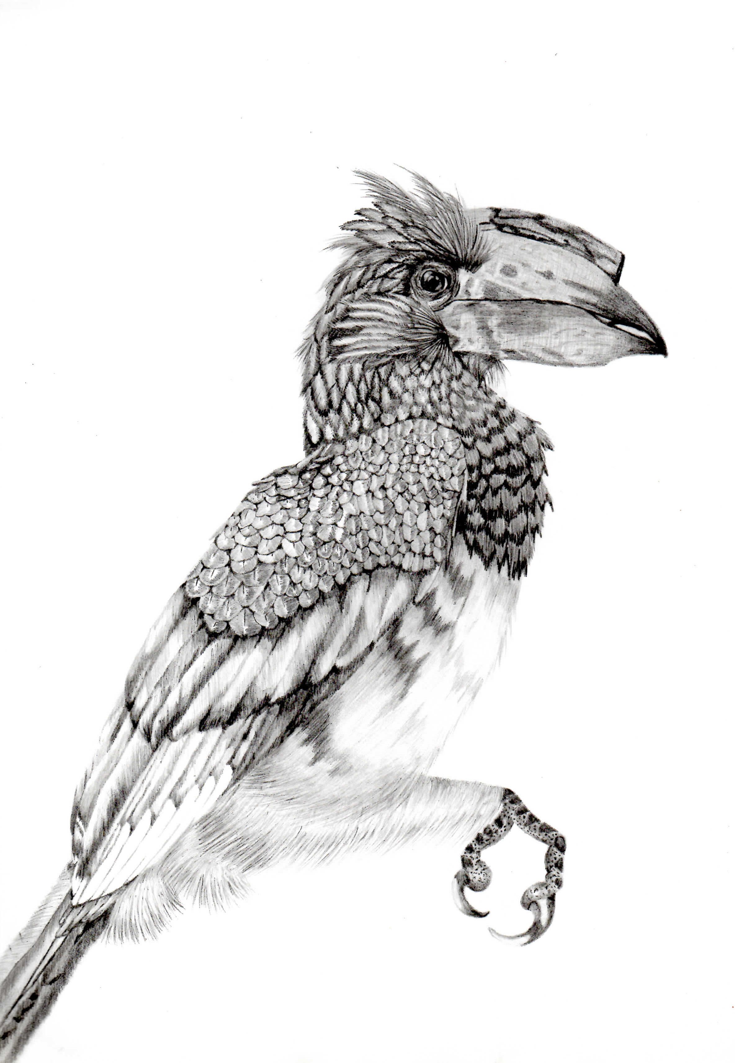 silver-cheeked hornbill copy.jpg