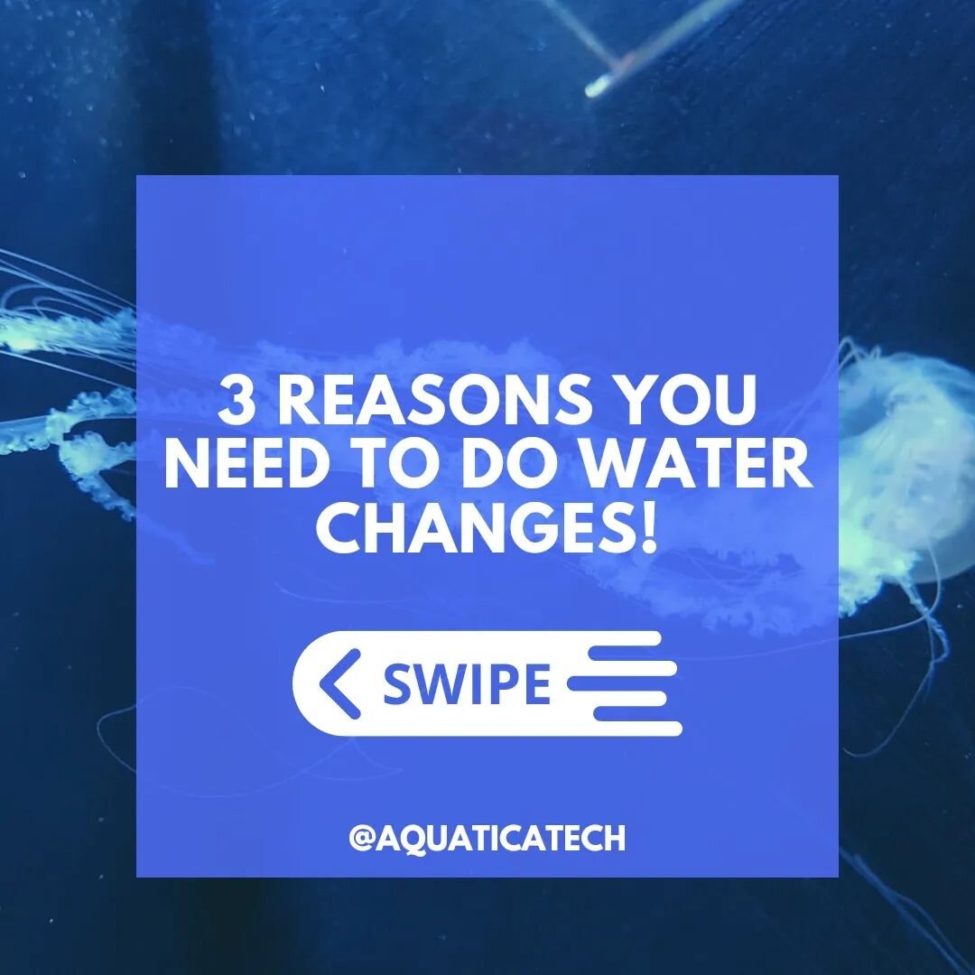 AquaticaTech - For all your aquatic needs 
What's YOUR maintenance schedule? Tell us in the comments below⏬️

AquaticaTech LTD - Nature's Design Consultancy 

Aquariums | Ponds | Water Features | Maintenance 
&mdash;&mdash;&mdash;&mdash;&mdash;&mdash