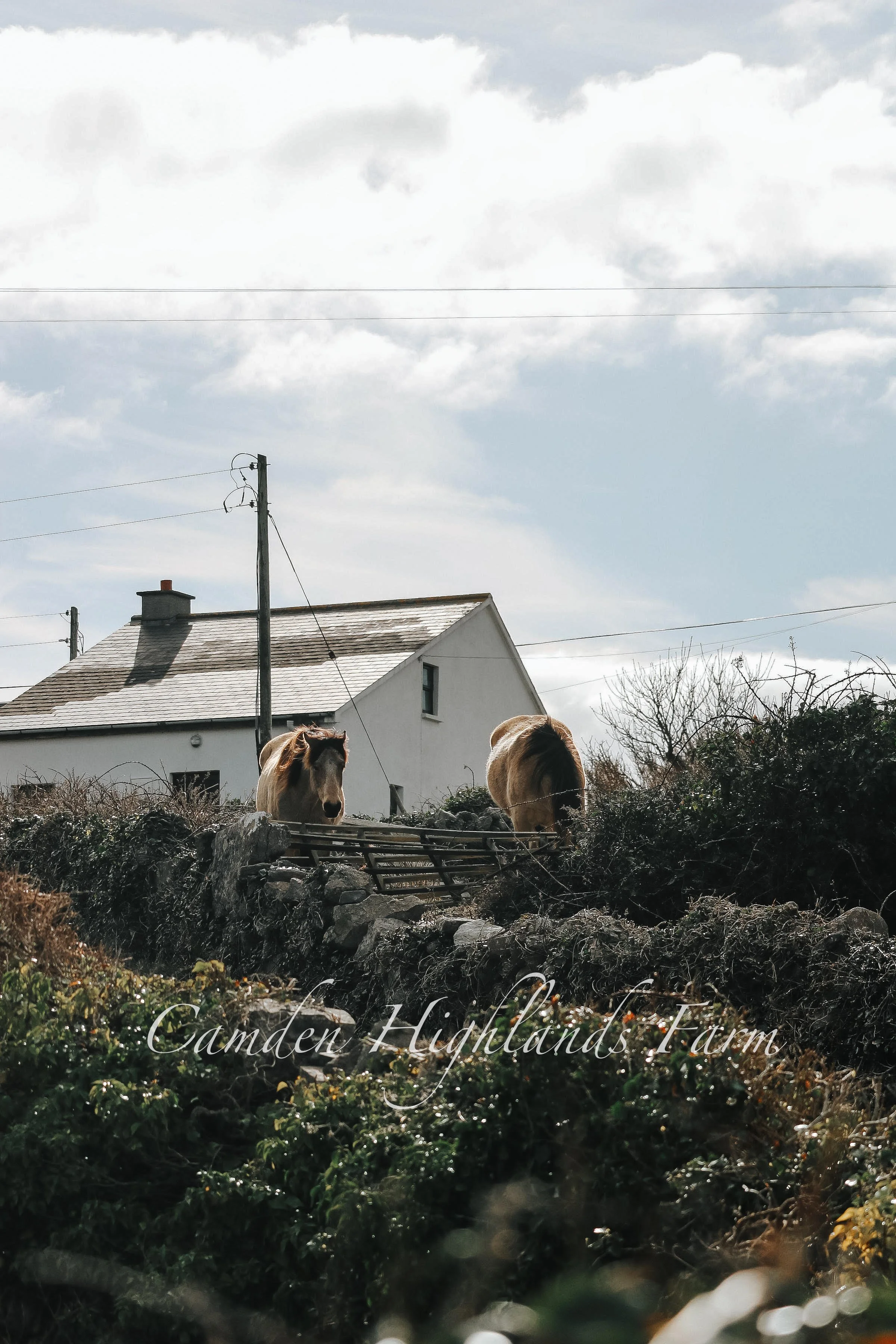 "Horses of Inishmore" Print