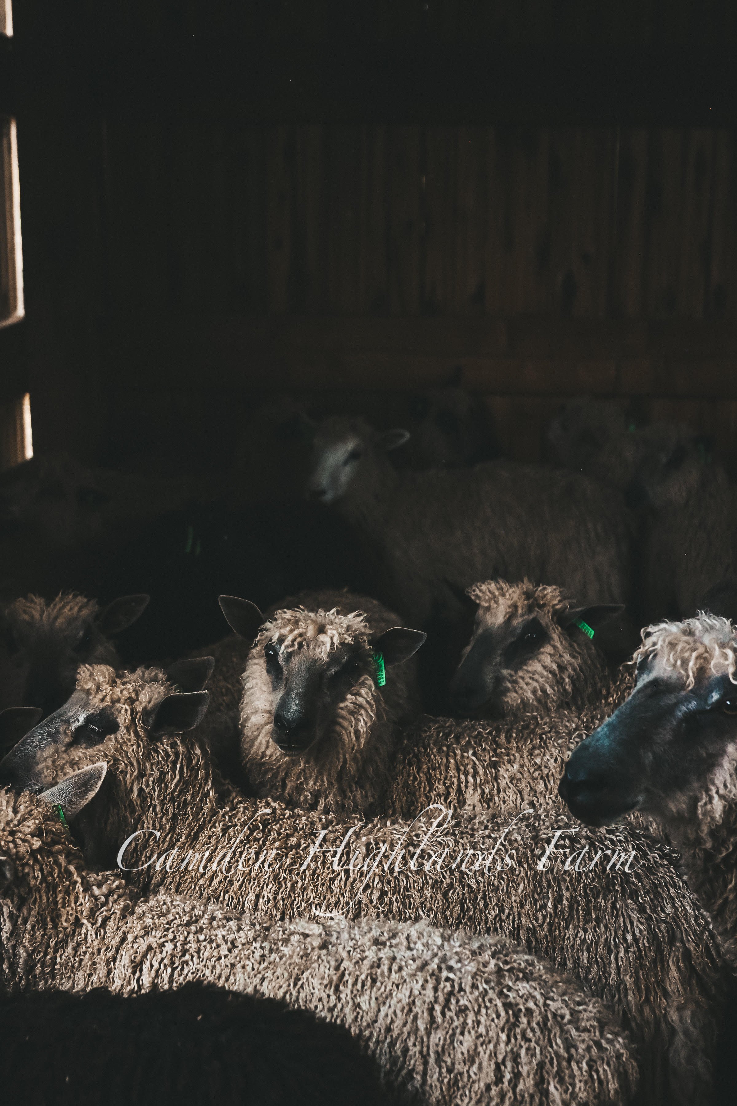 Inquisitive Fella-mark.jpg