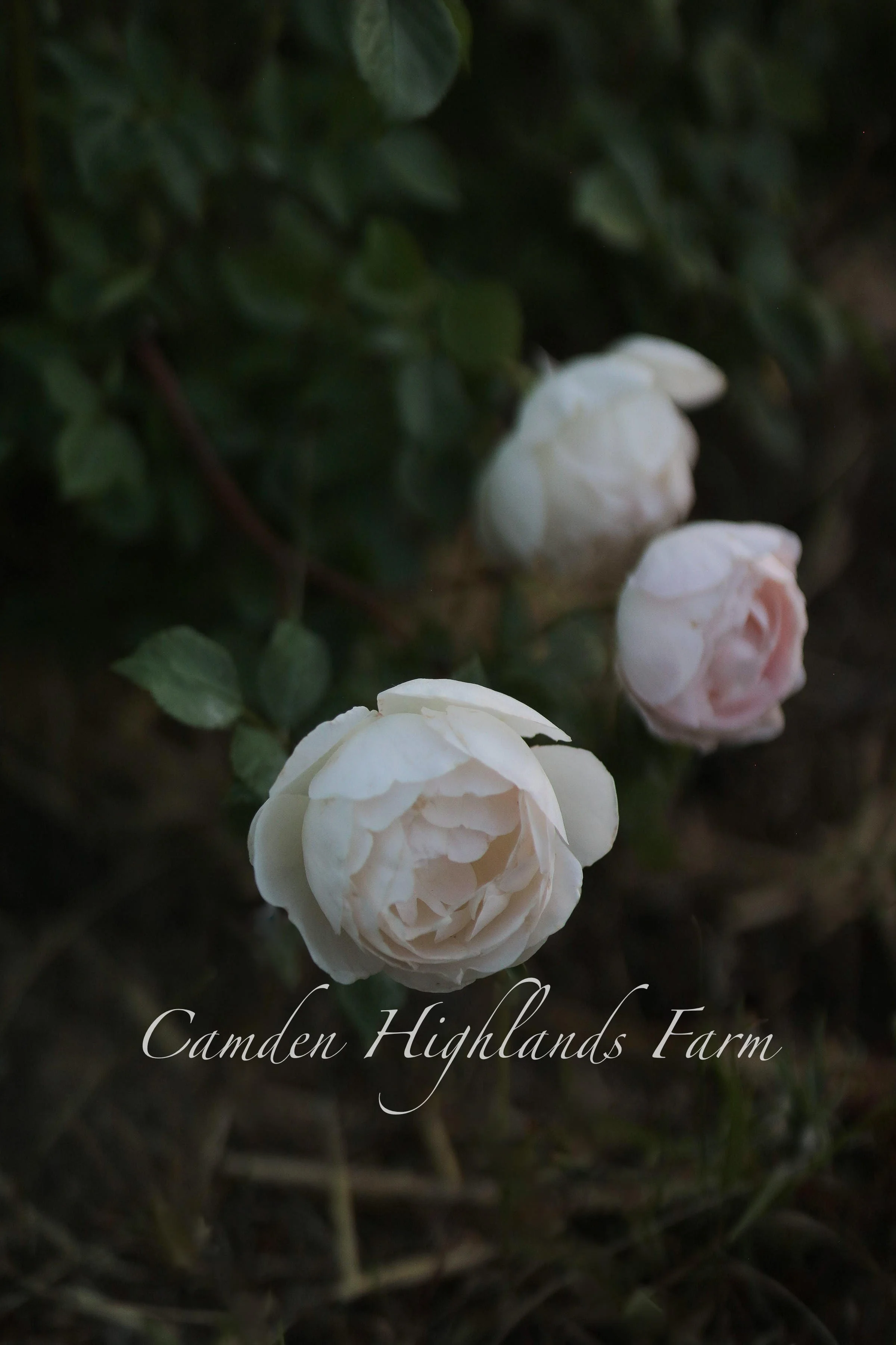 "An English Beauty" Print