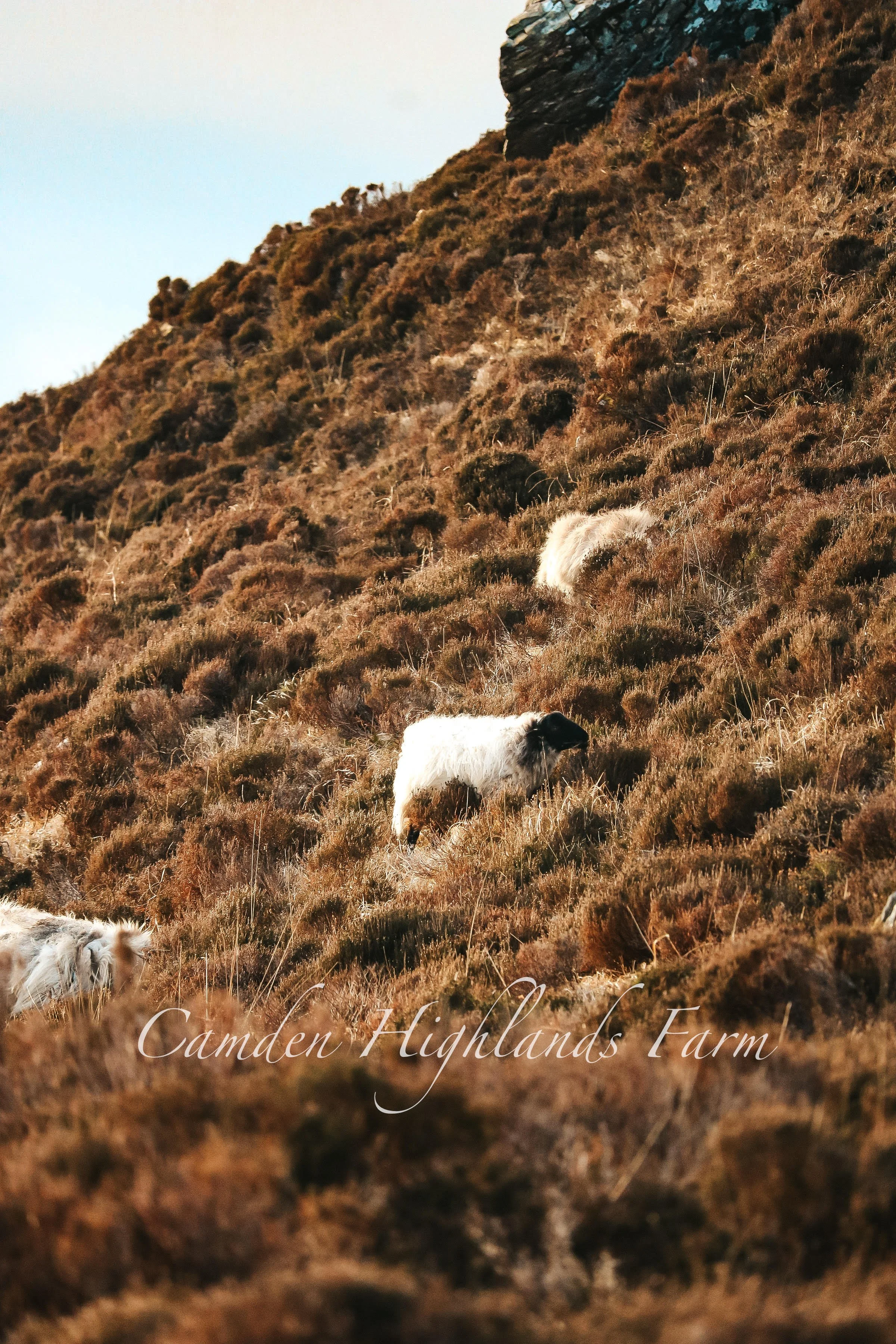 "Sheep on a Scraggy Irish Hill" Print