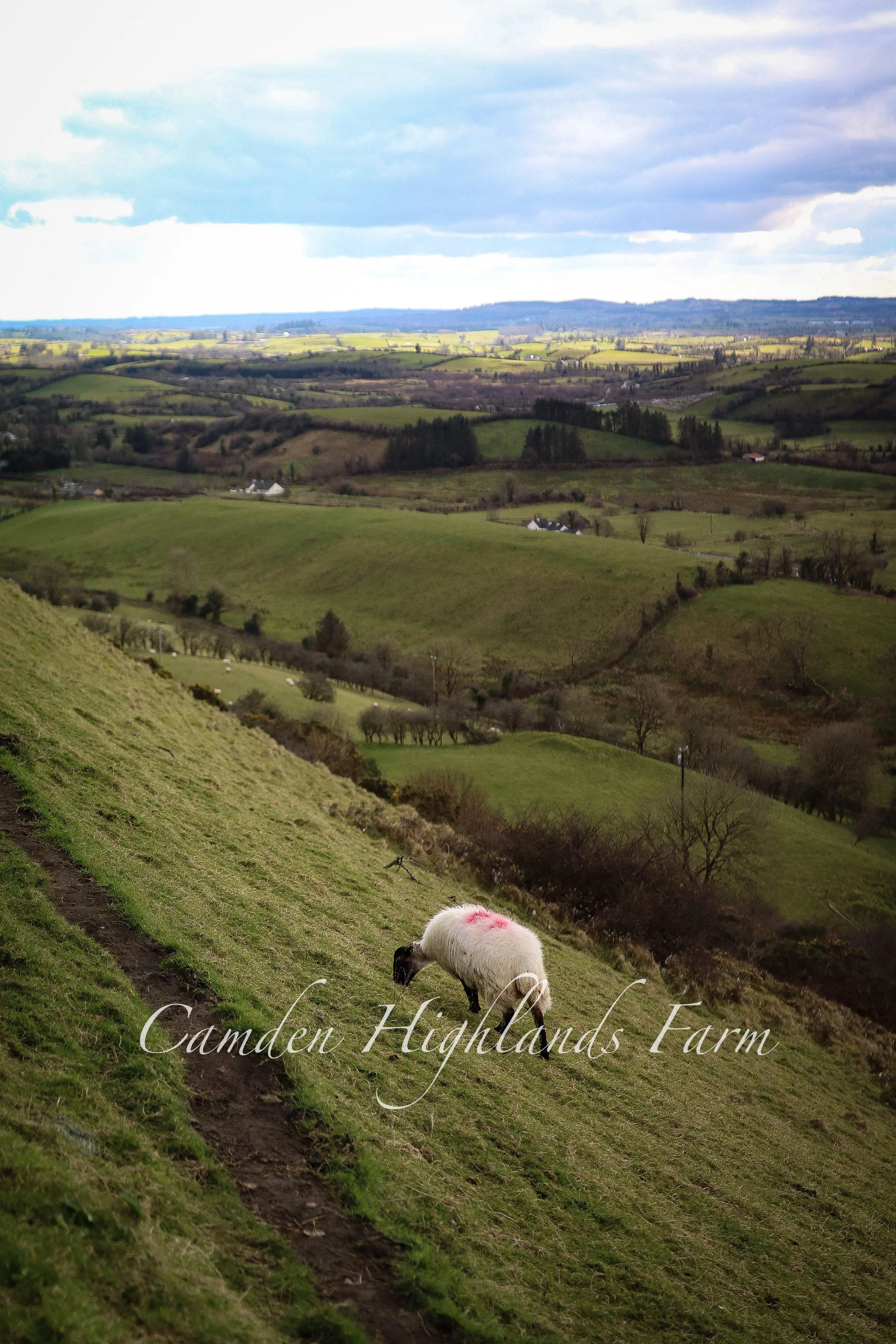 "Irish Countryside" Print