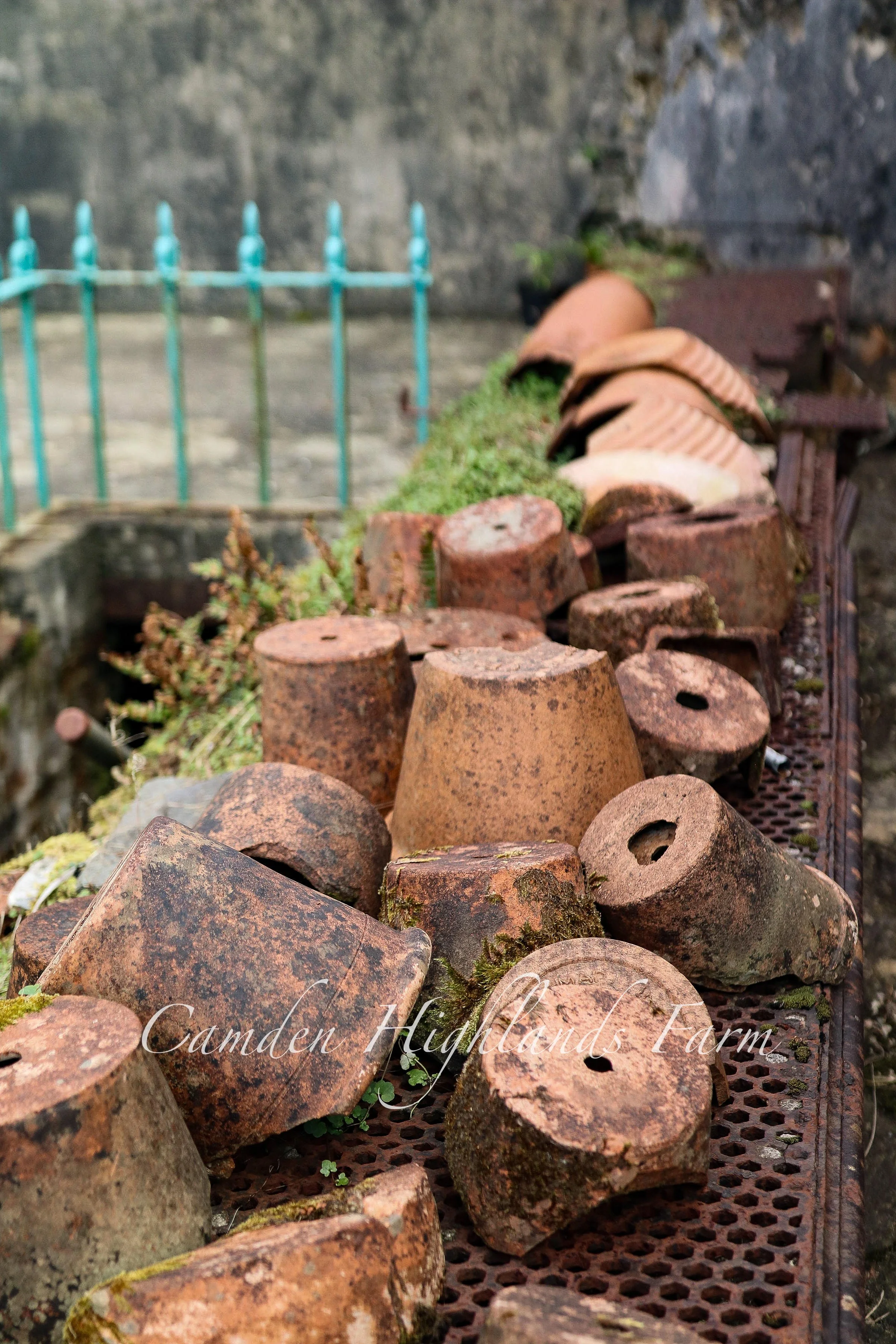 "A Forgotten Garden" Print