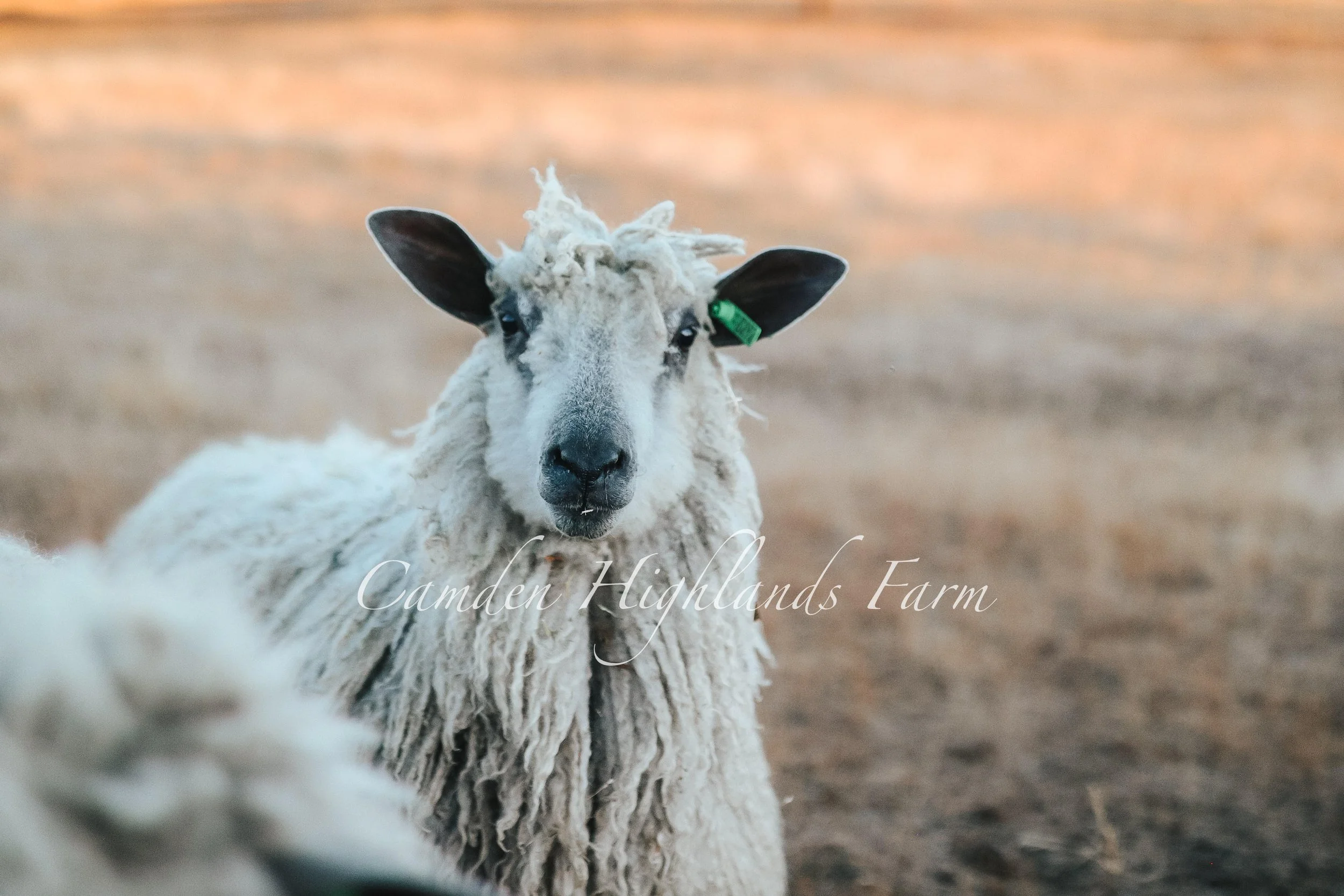 "In Awe of Ewe" Print