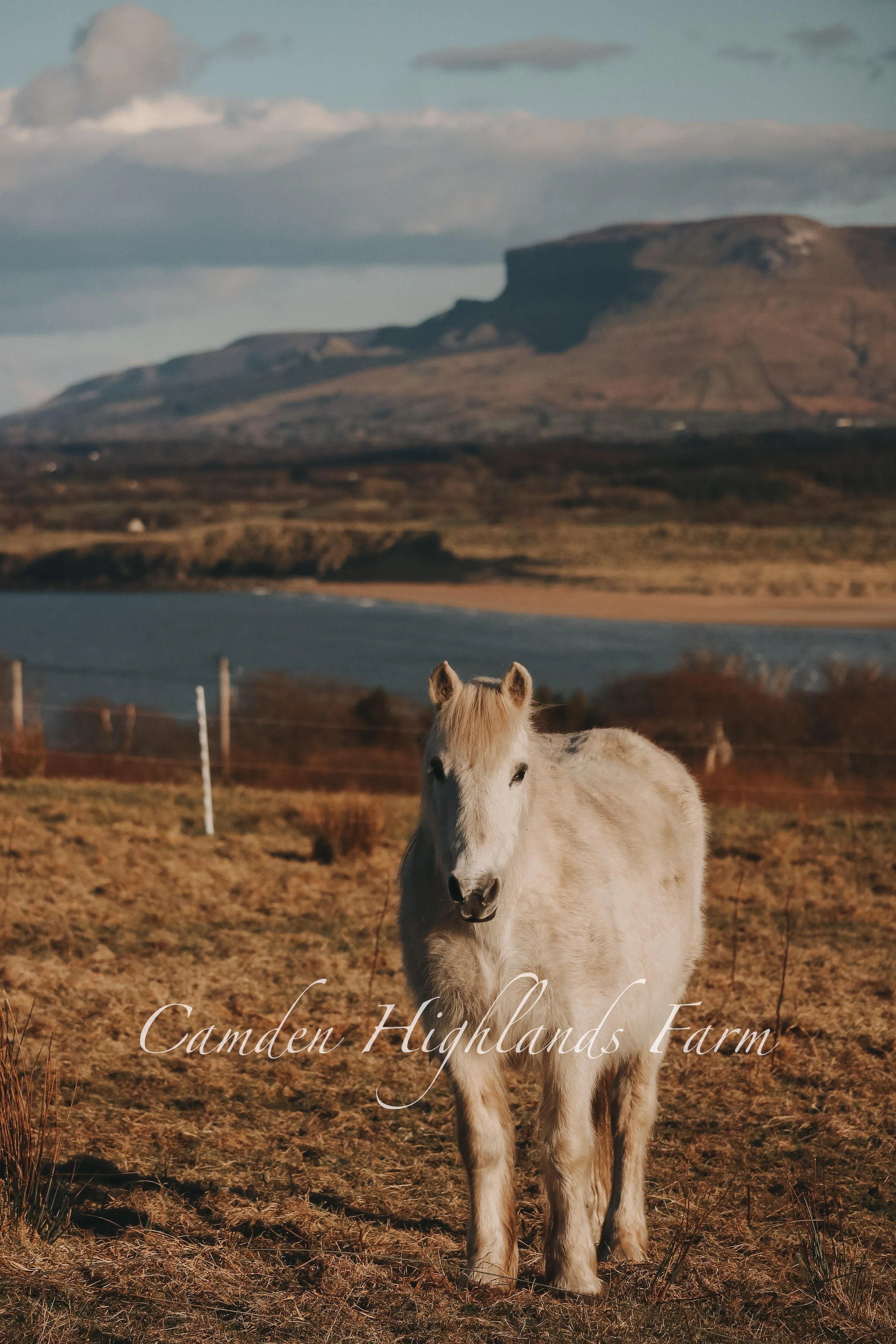 "A Friend in Ireland" Print
