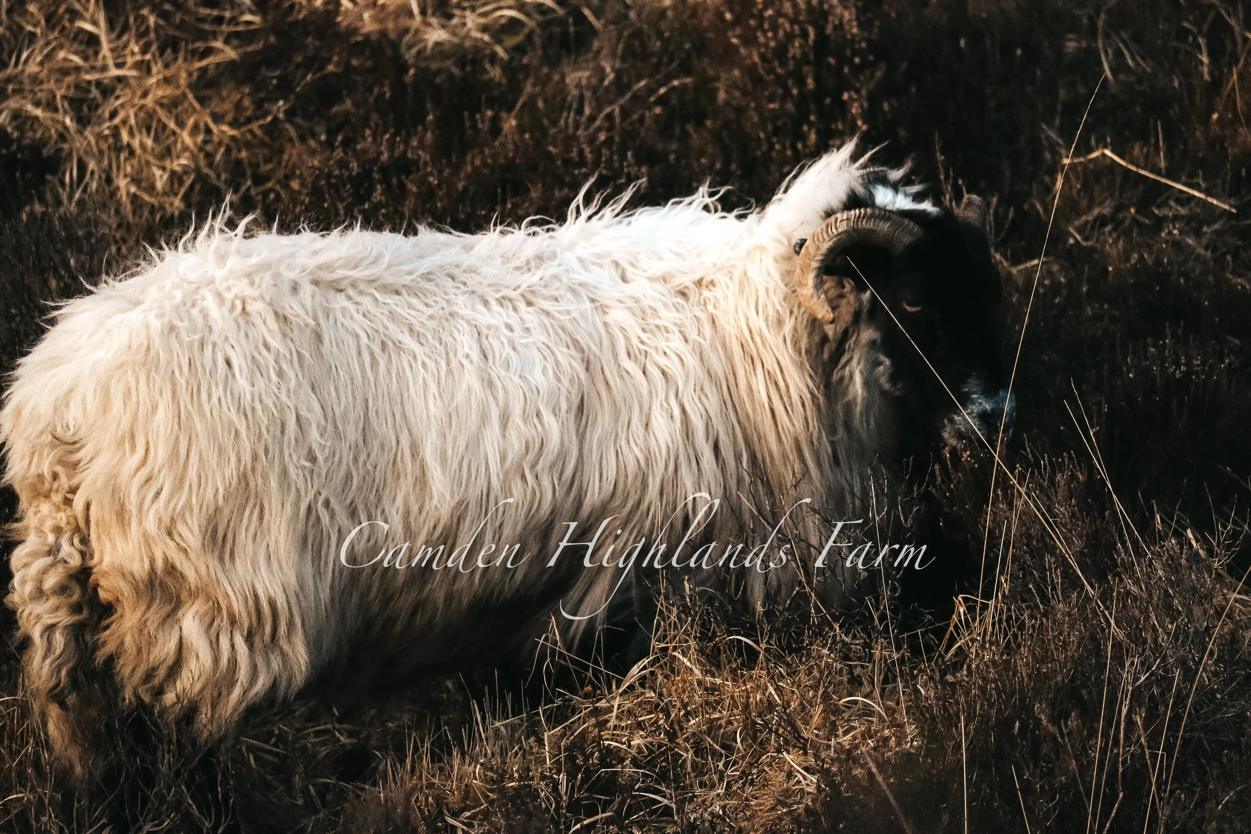 "The Lonely Ram" Print