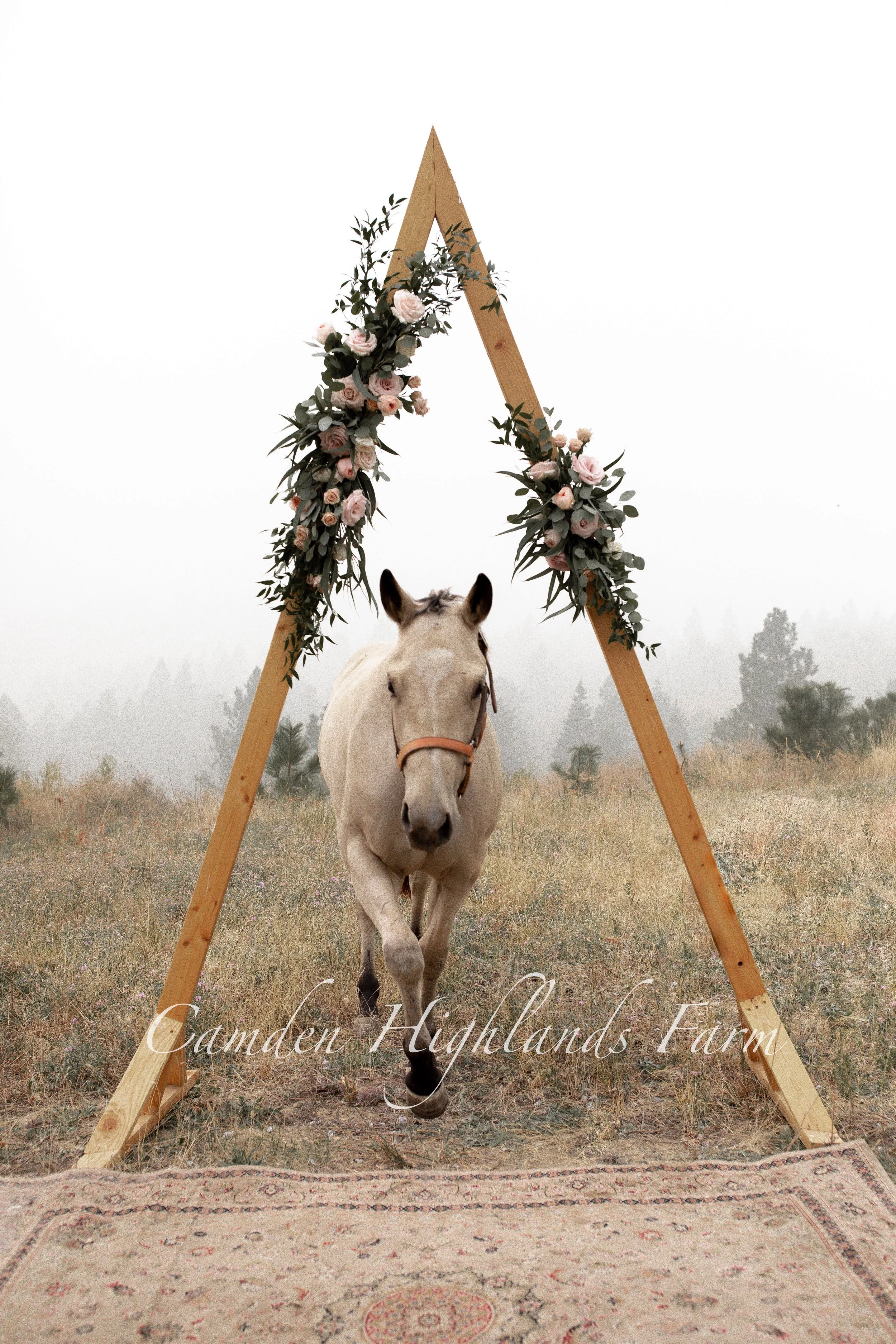 "Buckskin Reverie" Print