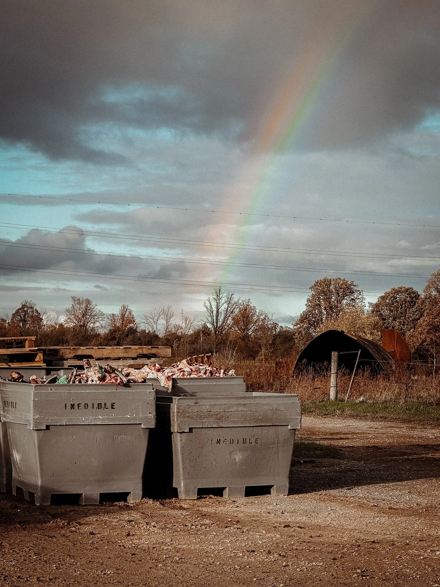 When the rainbow leads straight to the rendering bins&hellip; 🌈🫣 These are ready for Darling Ingredients to pick them up and recycle every last bit into pet food, fertilizers, biofuel &amp; more!