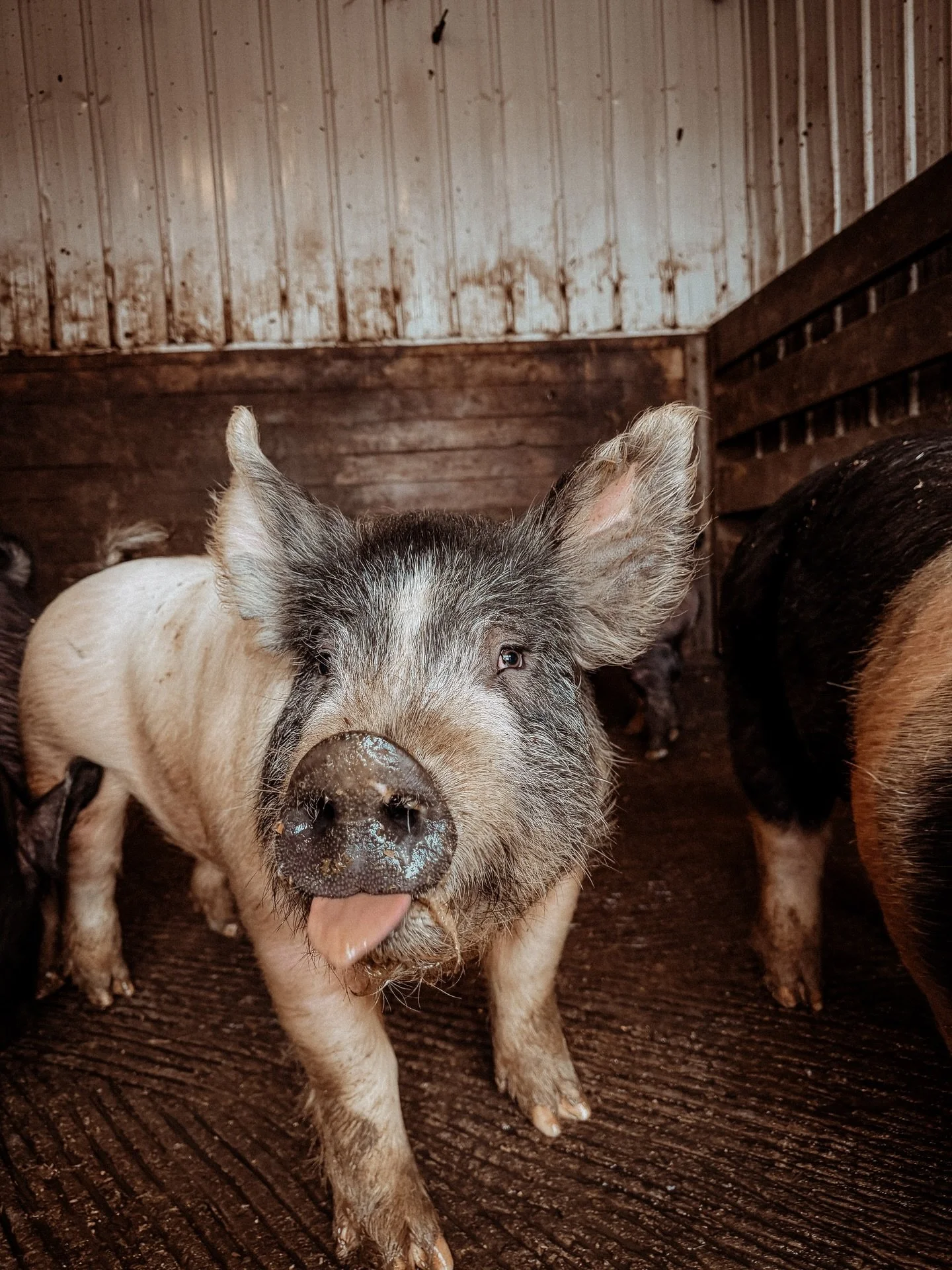 Some people clock out early on Fridays. Around here Fridays are reserved for hogs and hard work. The only way to really bring home the bacon. 🥓 🐖