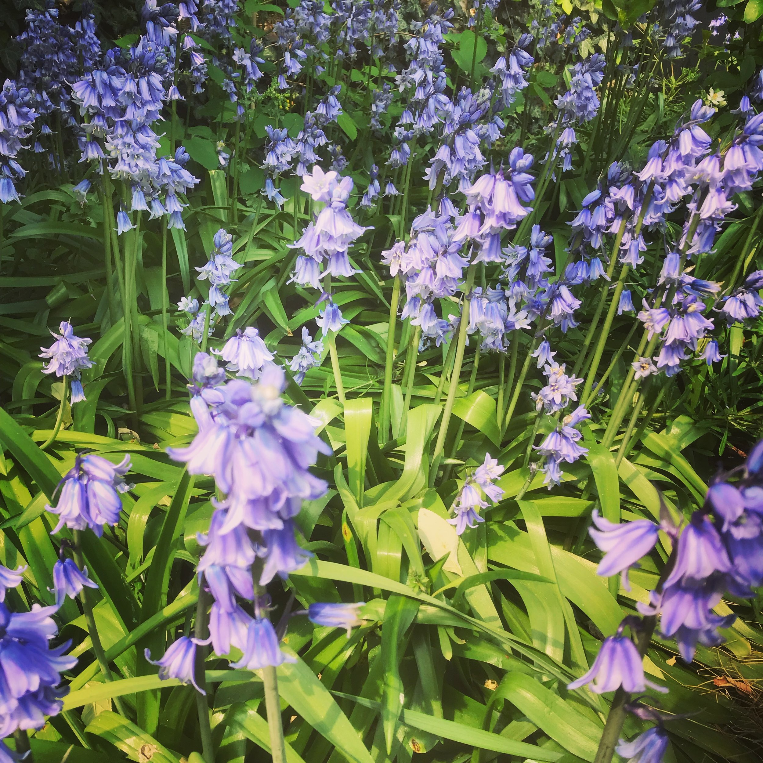 Bluebells 2022
