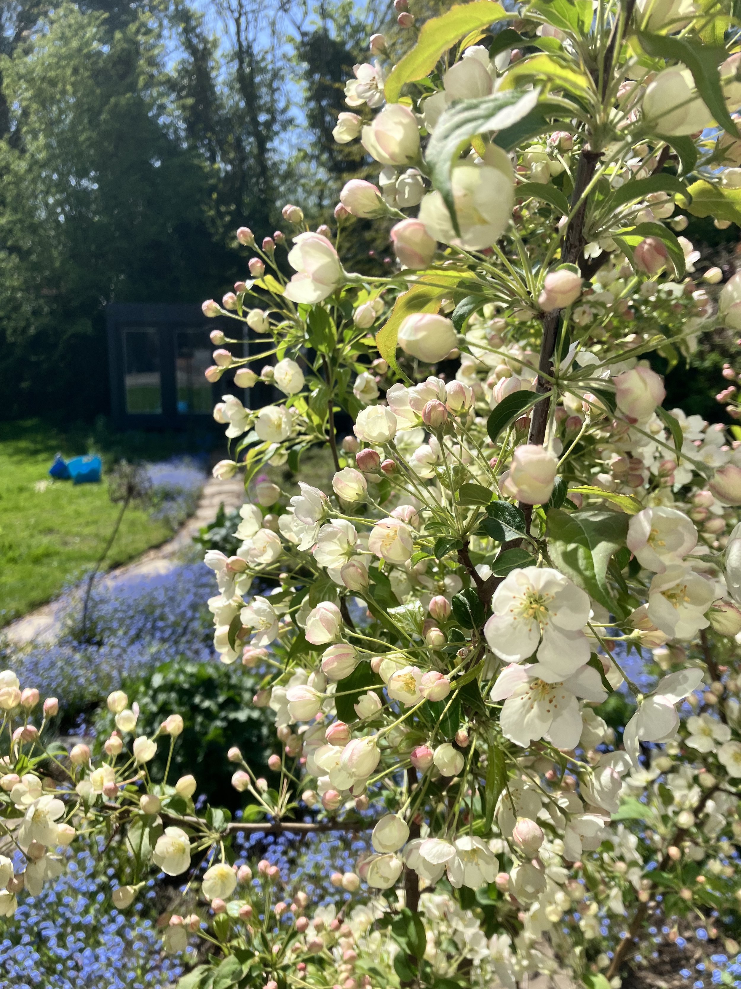 Crab apple tree April 2023